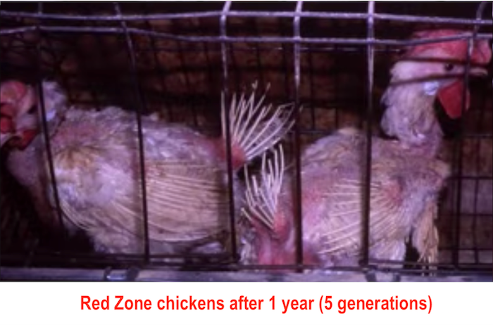 Red zone chickens after 1 year (5 generations)