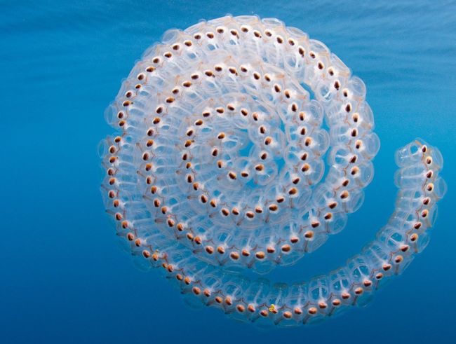 A colony of sea salps