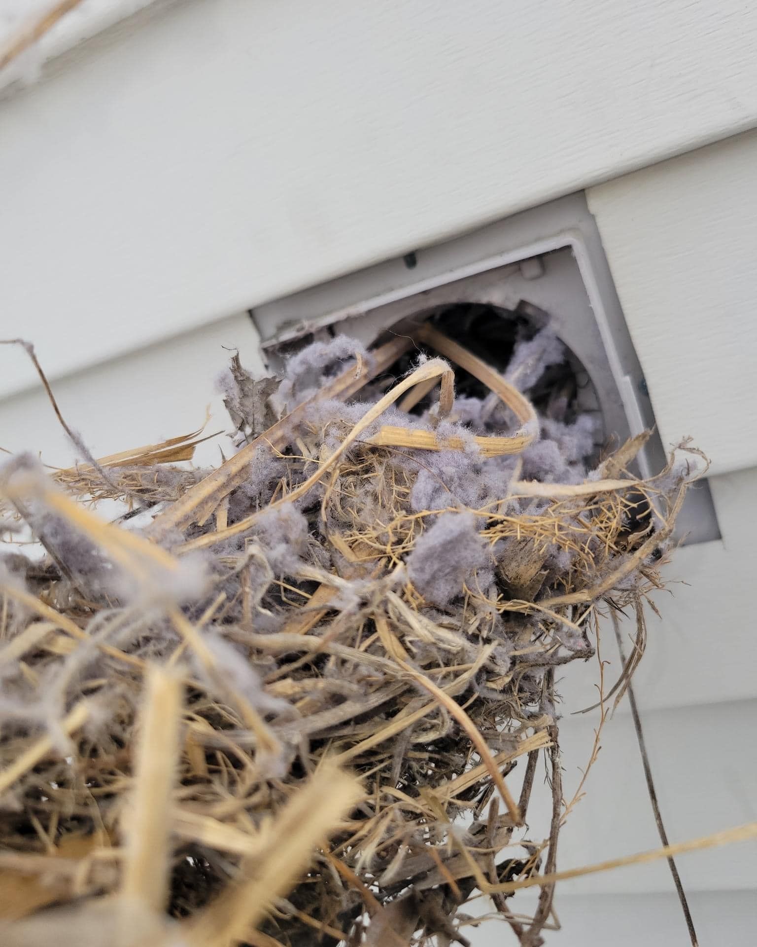 Fall Dryer Vent Cleaning Louisville KY