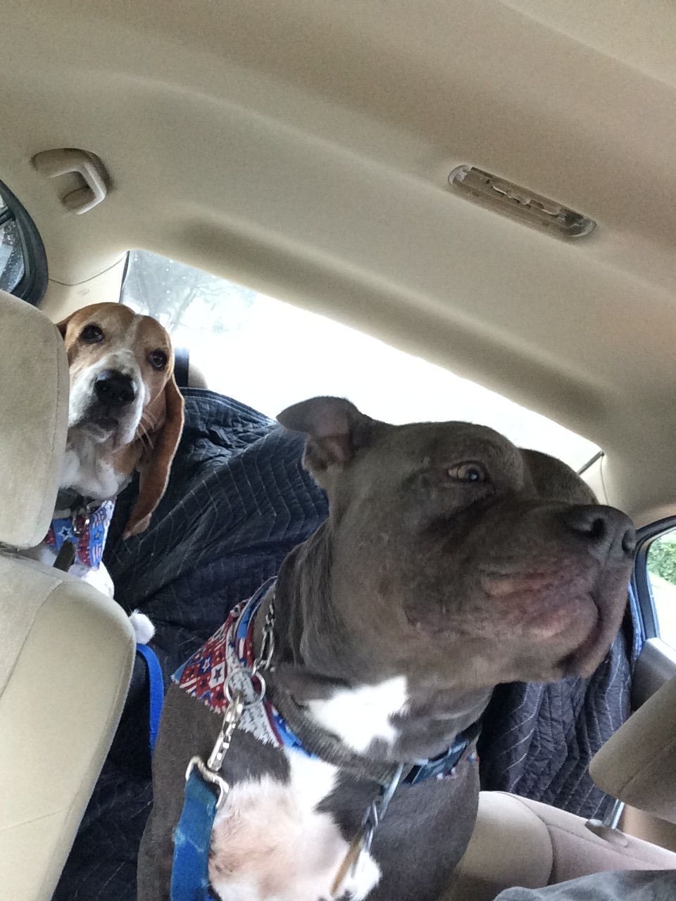 Two dogs are sitting in the back seat of a car