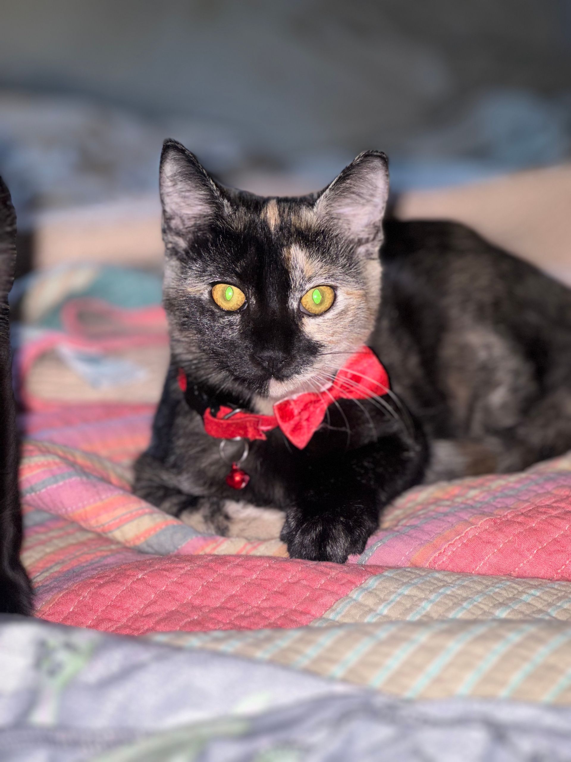 A black cat wearing a red bow tie is laying on a bed.