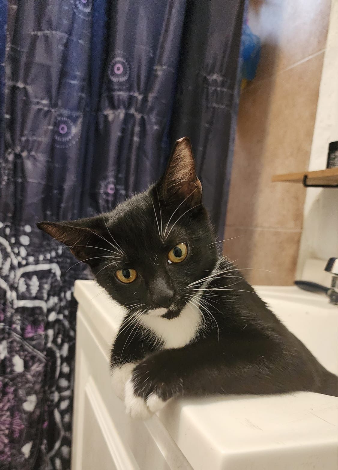 A black and white cat is sitting on a bathroom sink.
