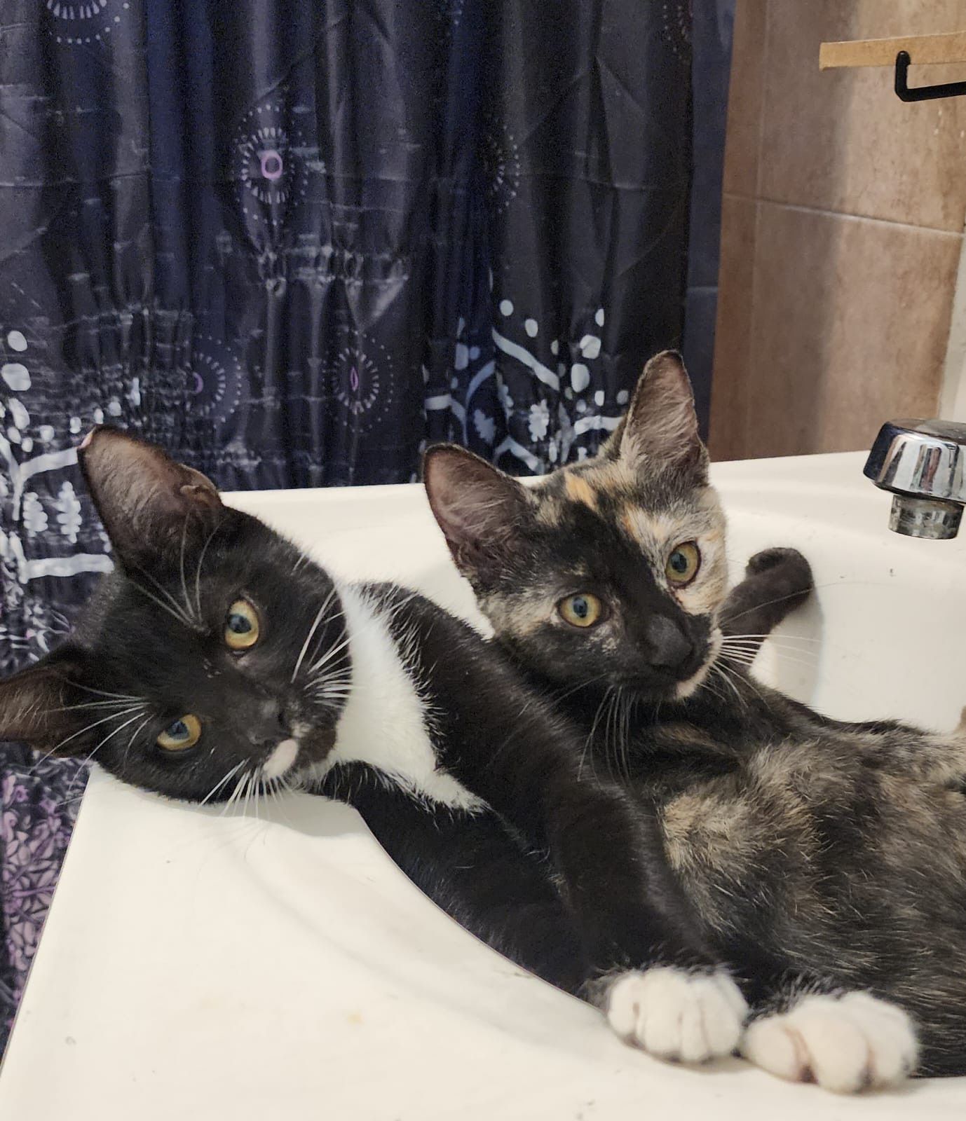 Two black and white cats are laying in a bathroom sink