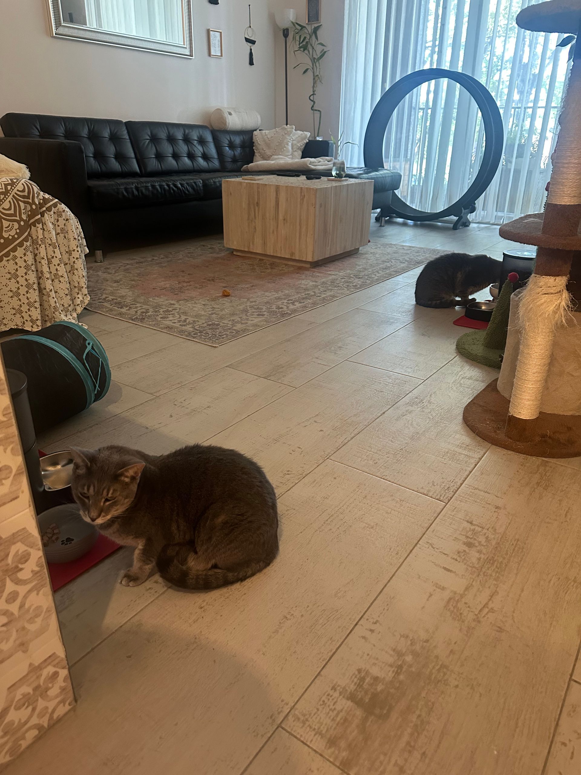 A group of cats are playing in a living room.