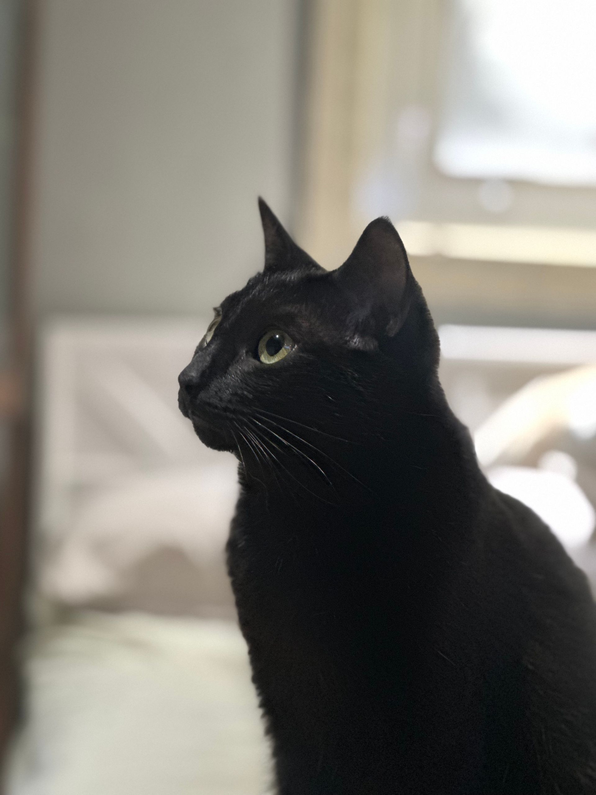 A black cat is sitting on a bed and looking out a window.