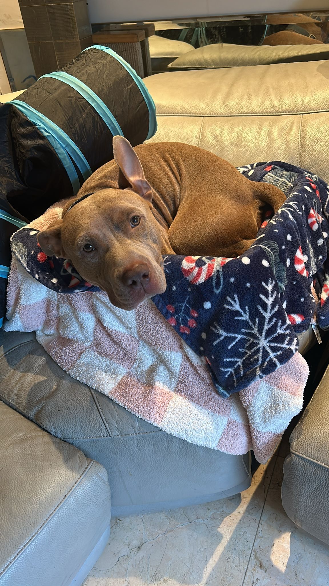 A brown dog is laying in a dog bed on a couch.