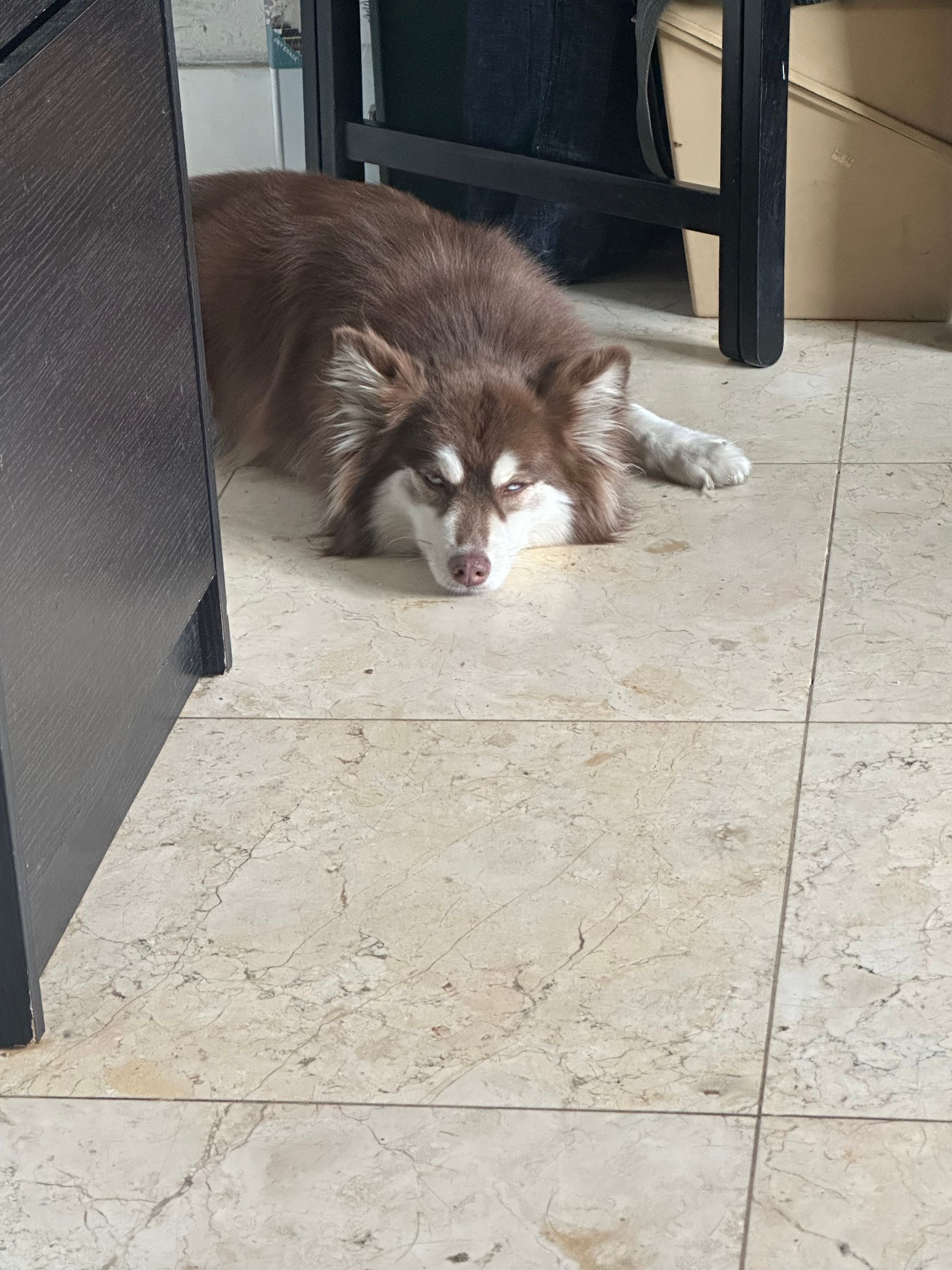 A brown and white dog laying on a tiled floor