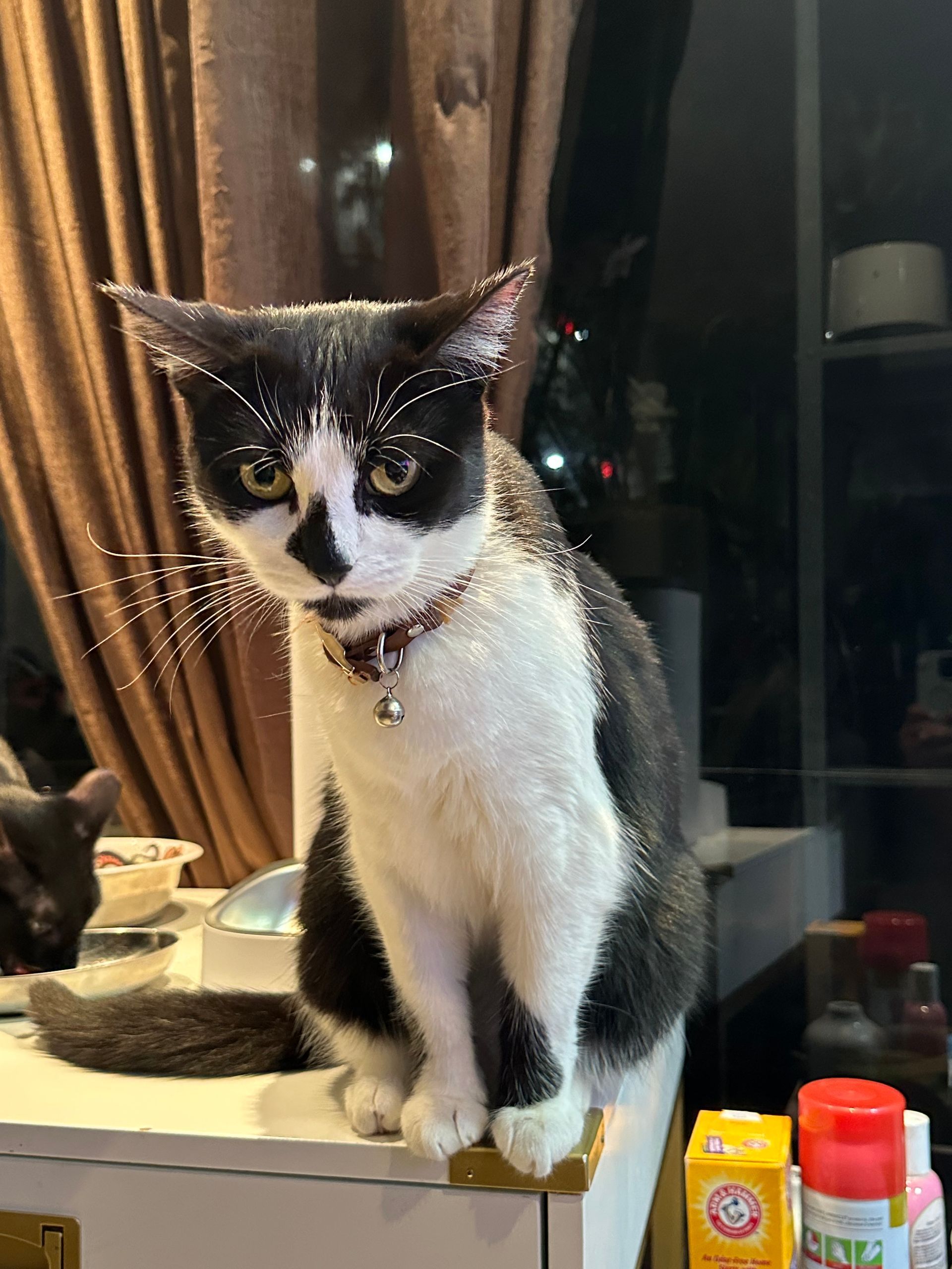 A black and white cat is sitting on a counter next to a box of arm & hammer.