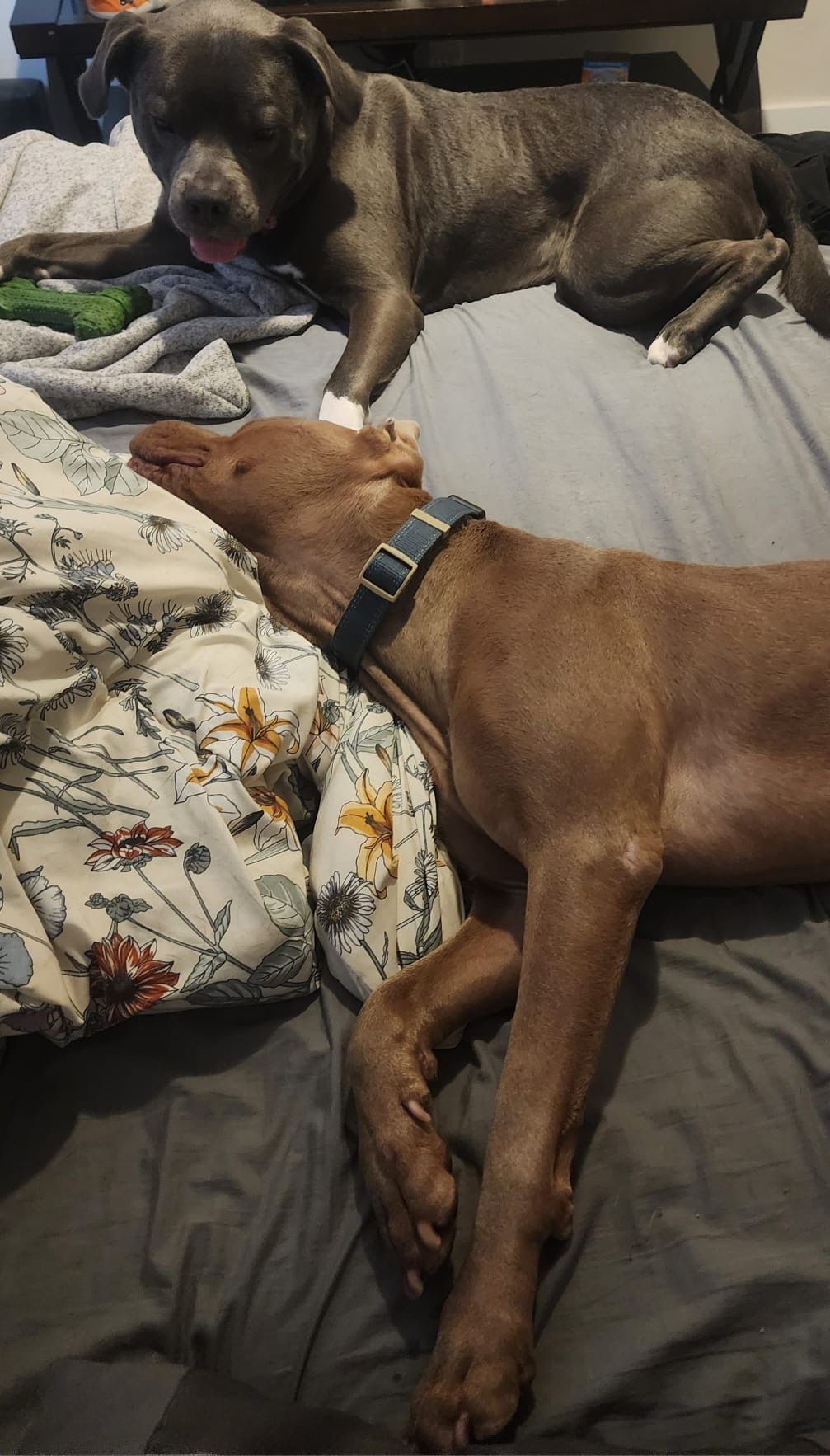 Two dogs are laying on a bed next to each other.
