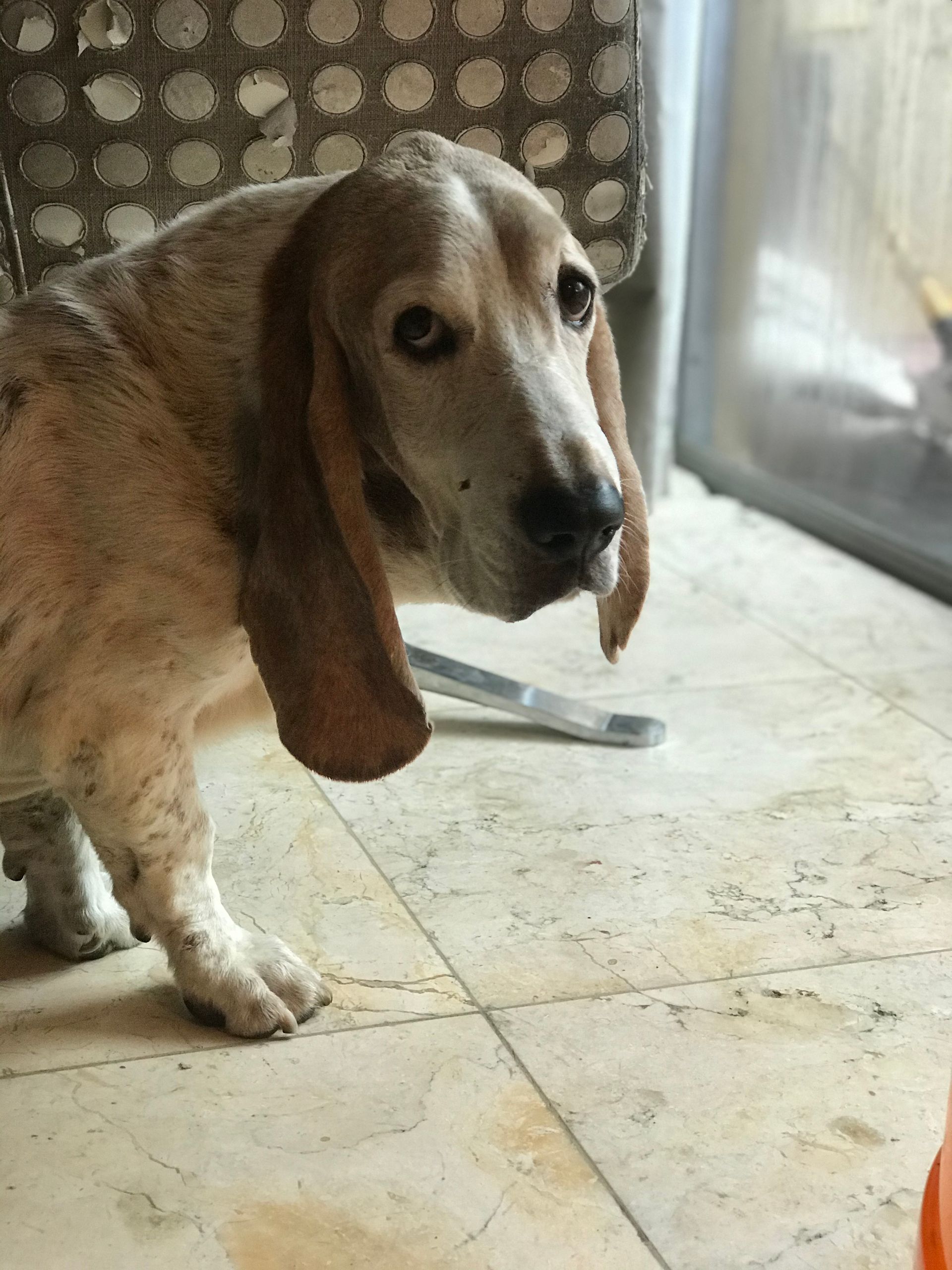 A basset hound standing on a tiled floor looking at the camera
