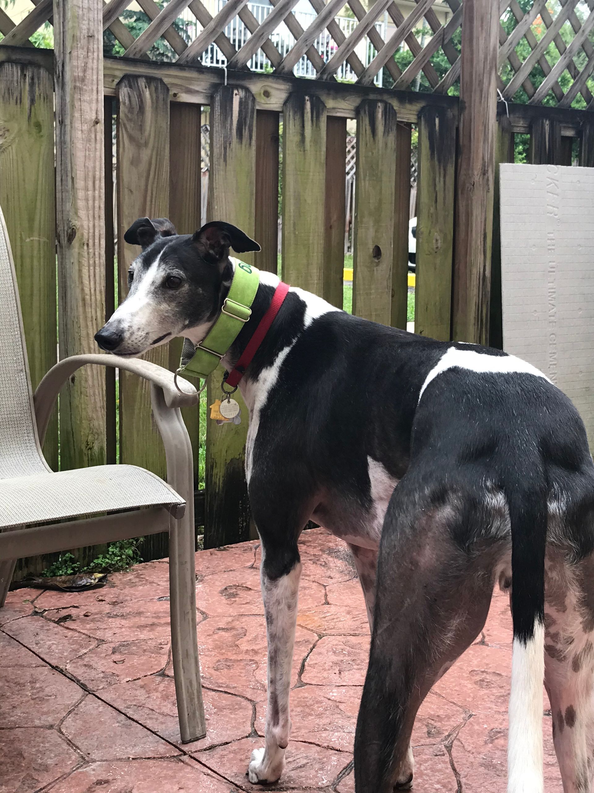 A black and white dog wearing a green collar is standing next to a chair