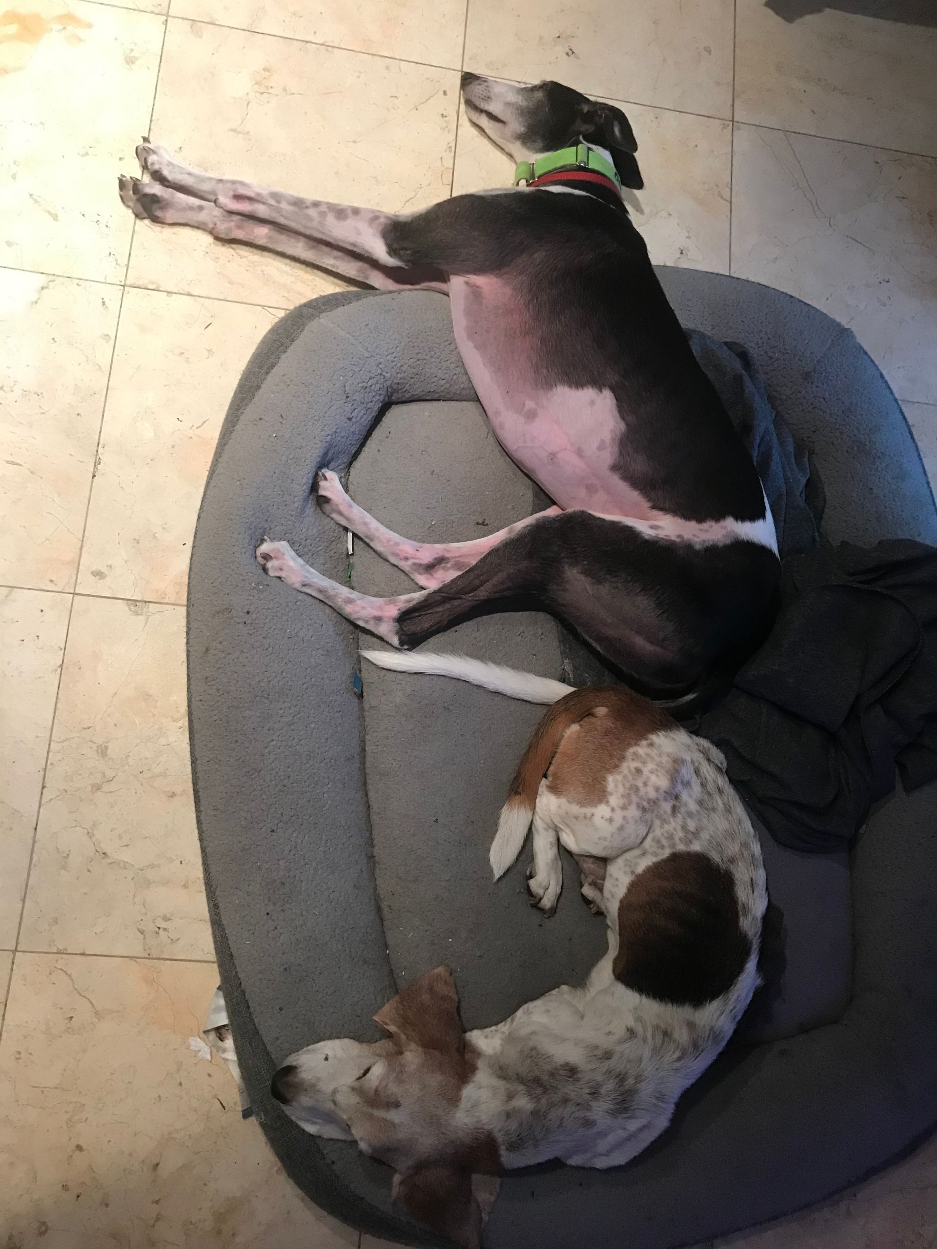 Two dogs are laying on a dog bed on a tiled floor
