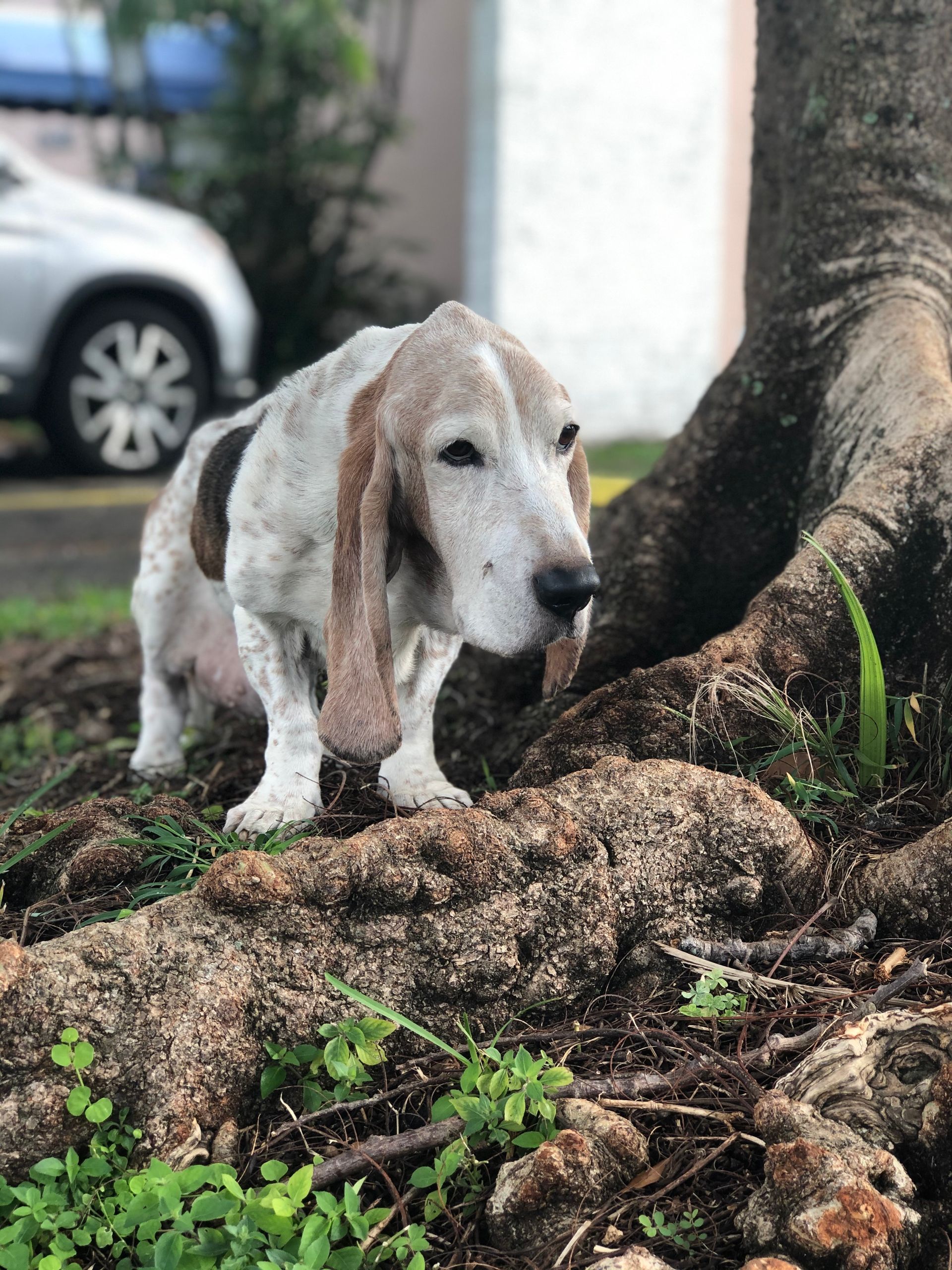 A brown and white dog is standing next to a tree trunk.