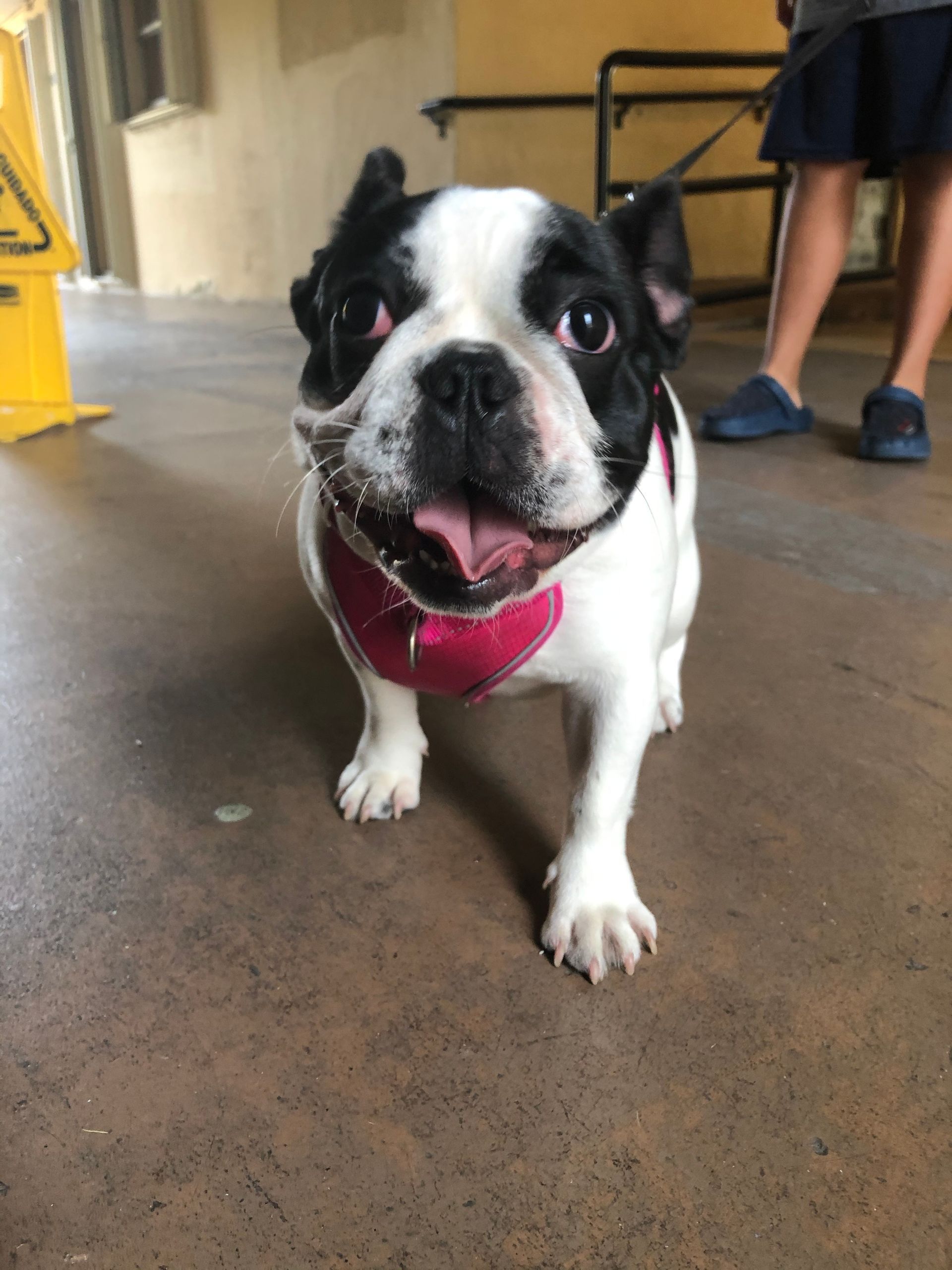 A woman is holding a small dog in her arms.