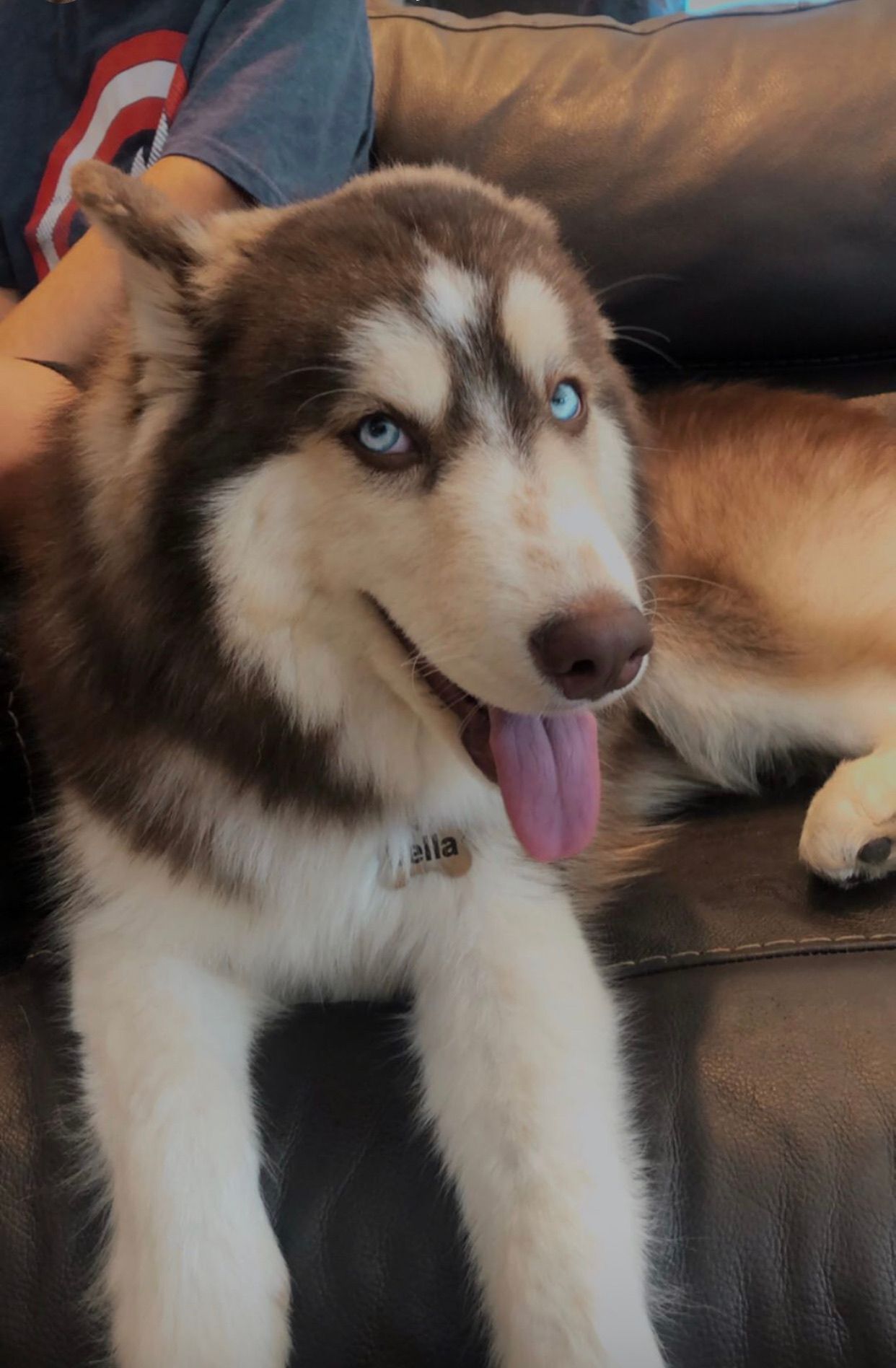 A husky puppy is sitting on a couch with its tongue hanging out.