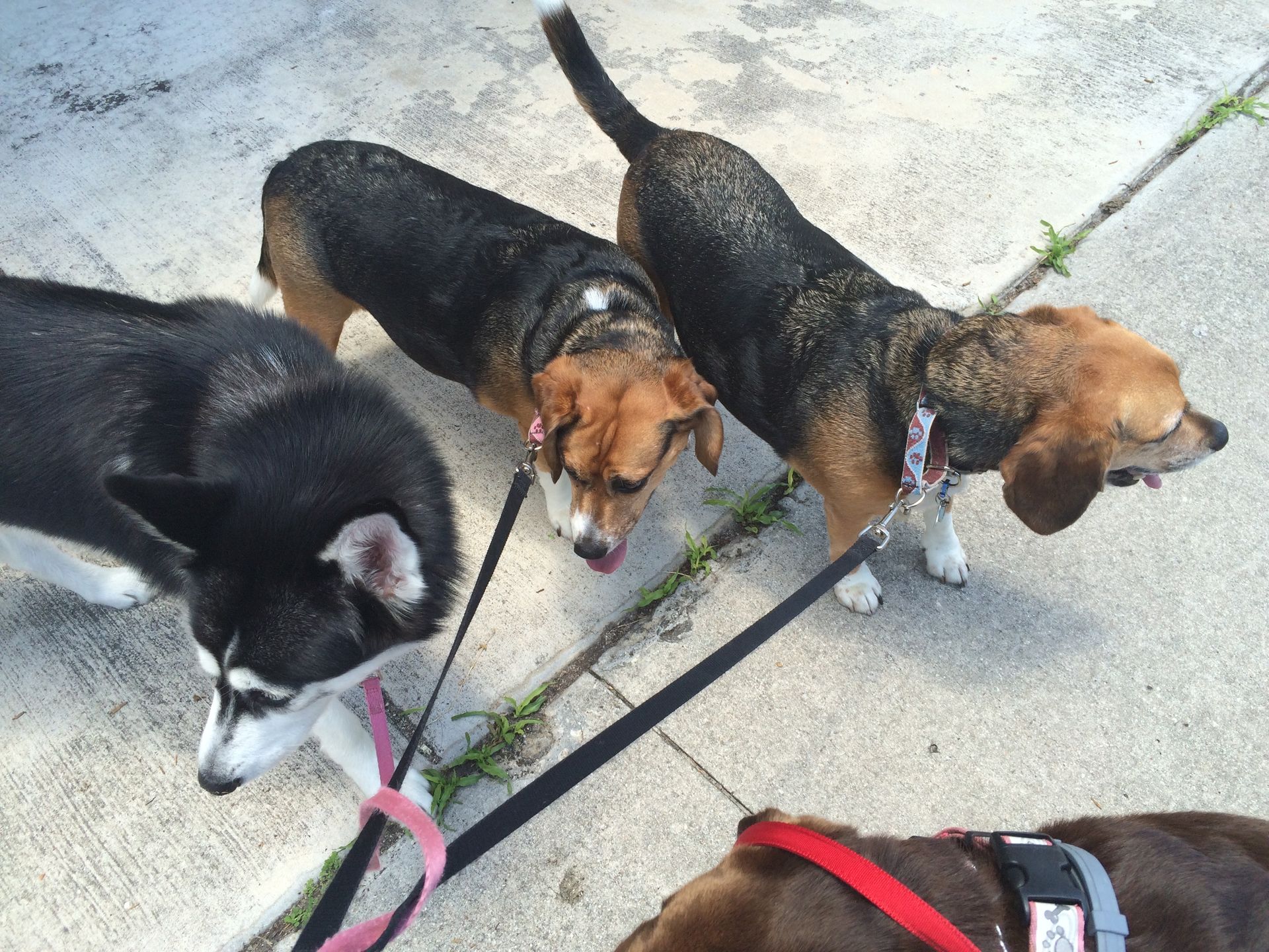 Three dogs on leashes are standing on a sidewalk