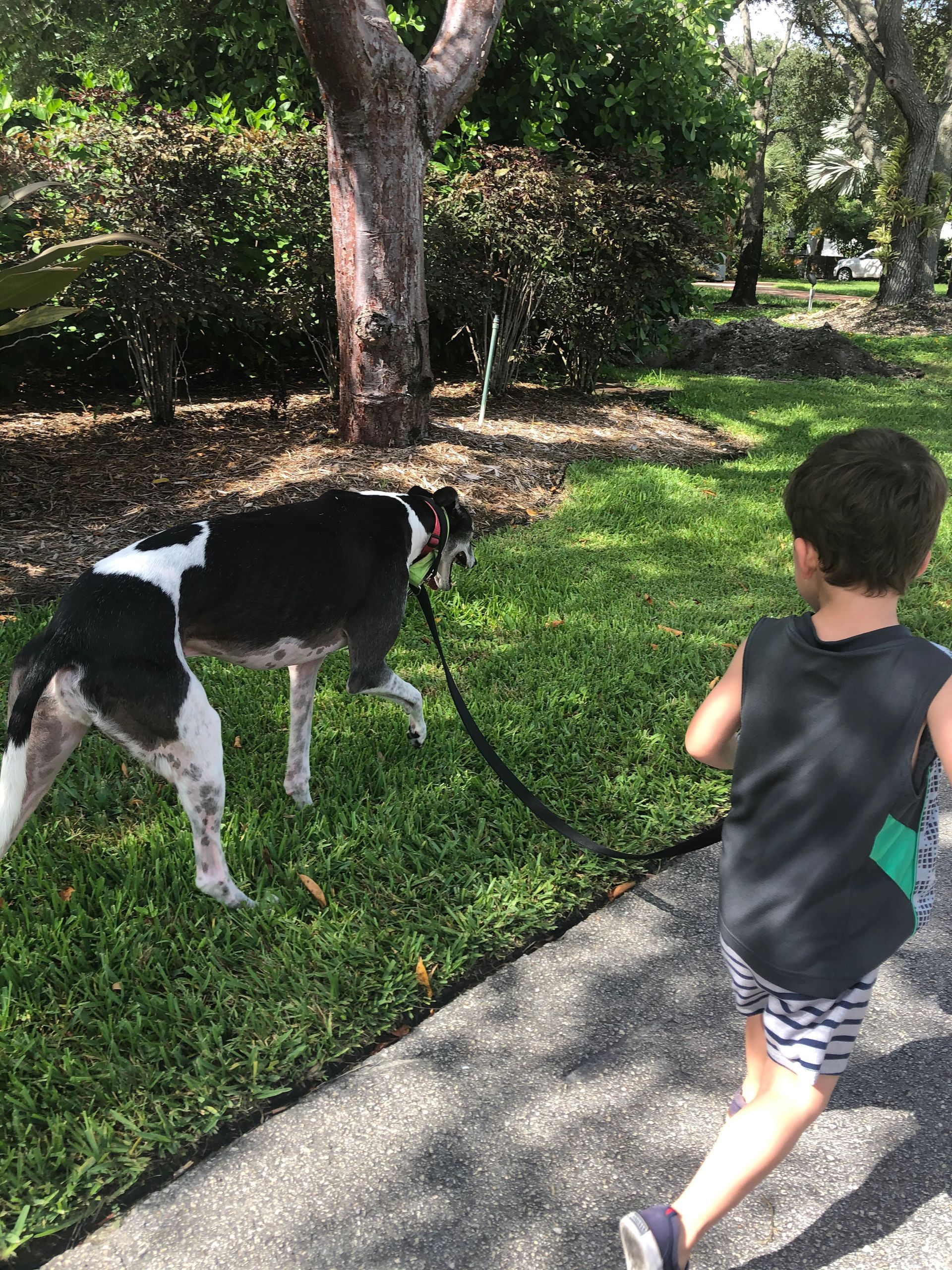 A boy walking a black and white dog on a leash