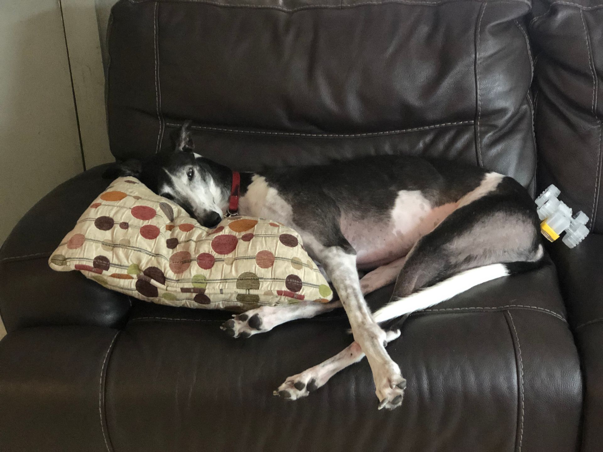 A dog is laying on a pillow on a couch