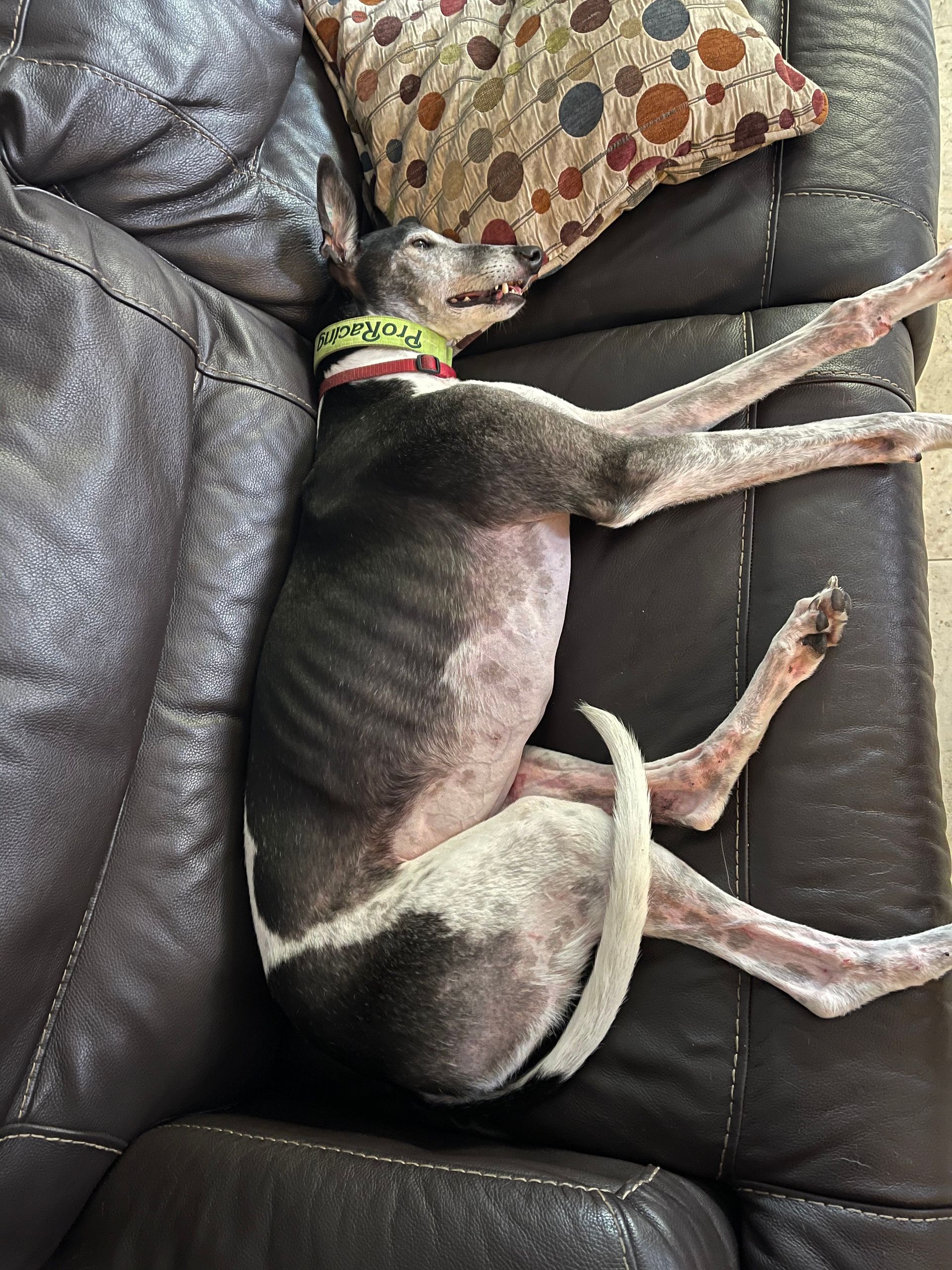 A dog is laying on its back on a couch