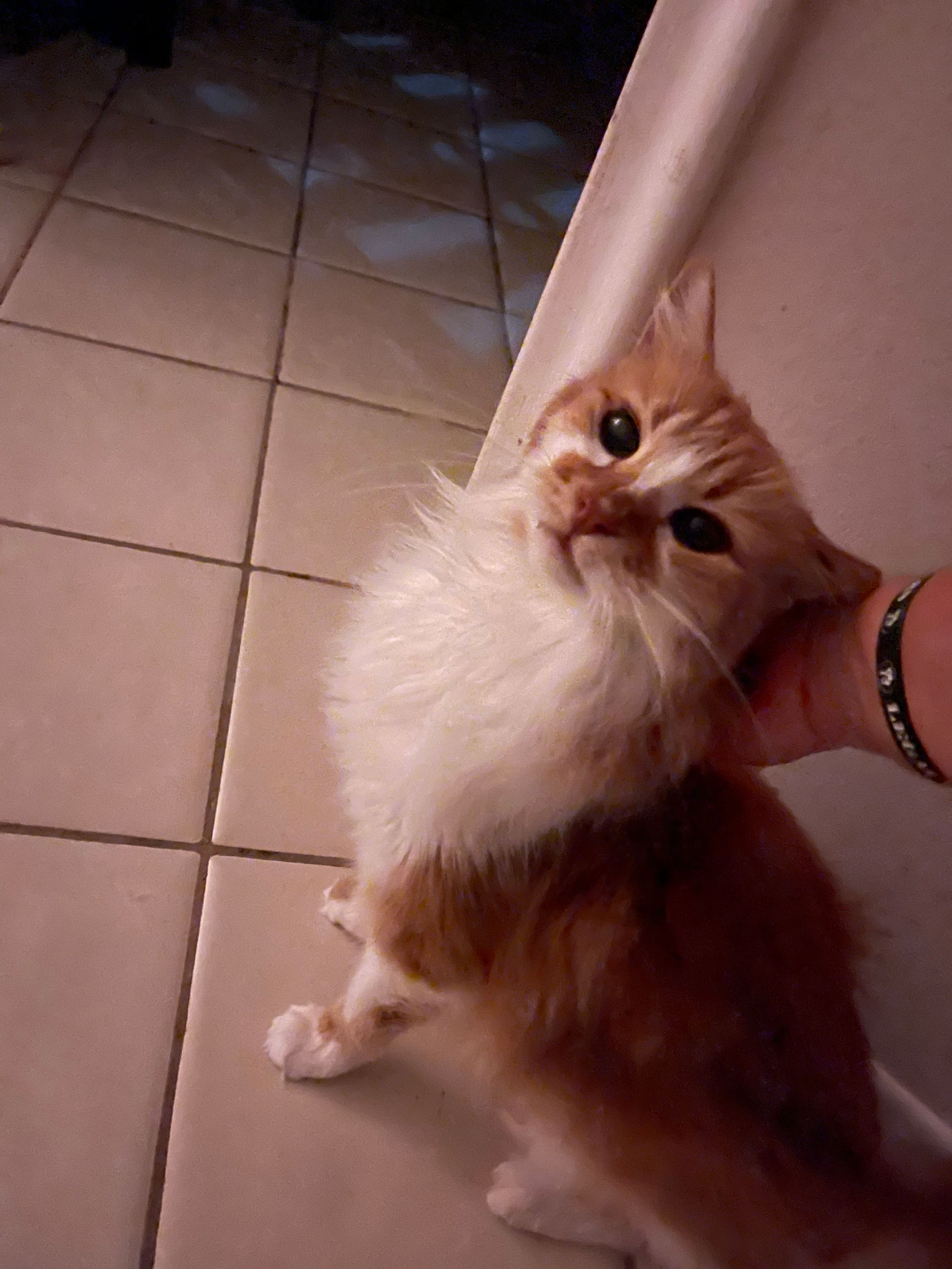 A person is petting a fluffy orange and white cat