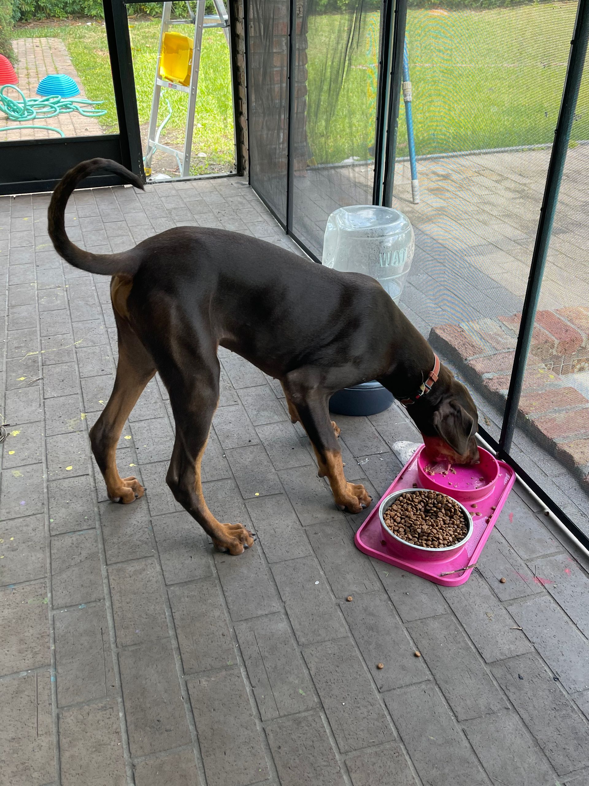 A dog is standing next to a bowl of food on a porch.