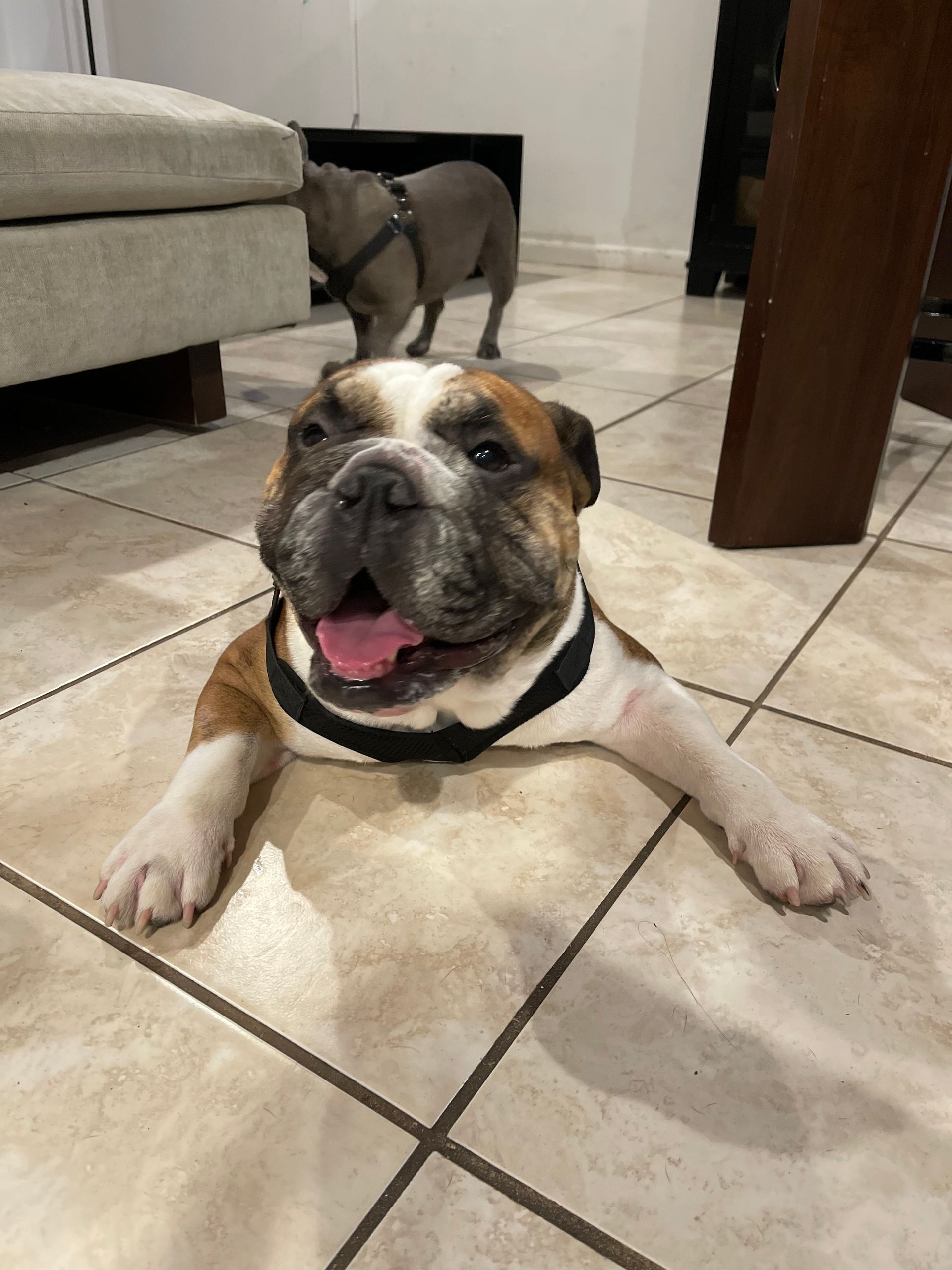 A brown and white dog laying on a tiled floor