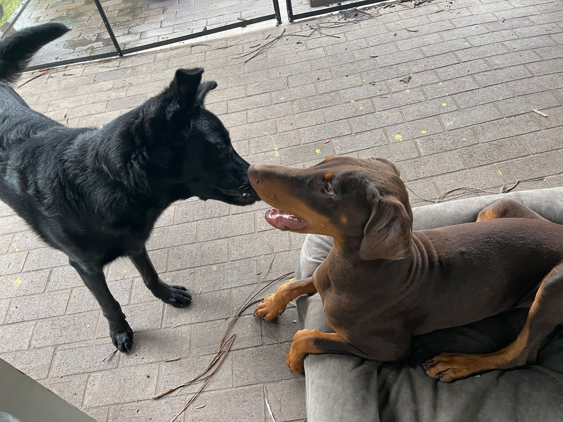 A black dog is standing next to a brown dog laying in a dog bed.
