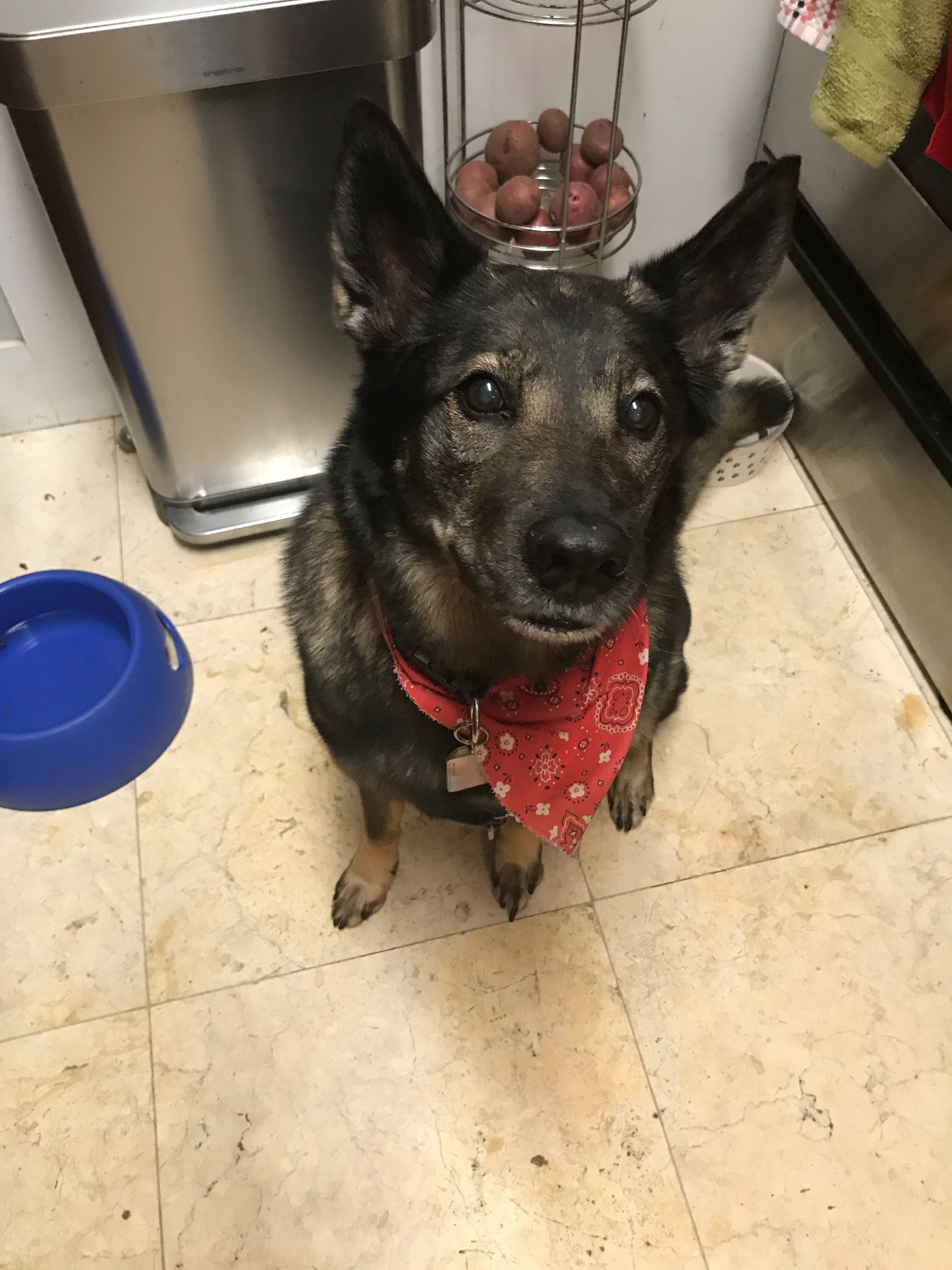 A dog wearing a red bandana is sitting on the floor next to a blue bowl.
