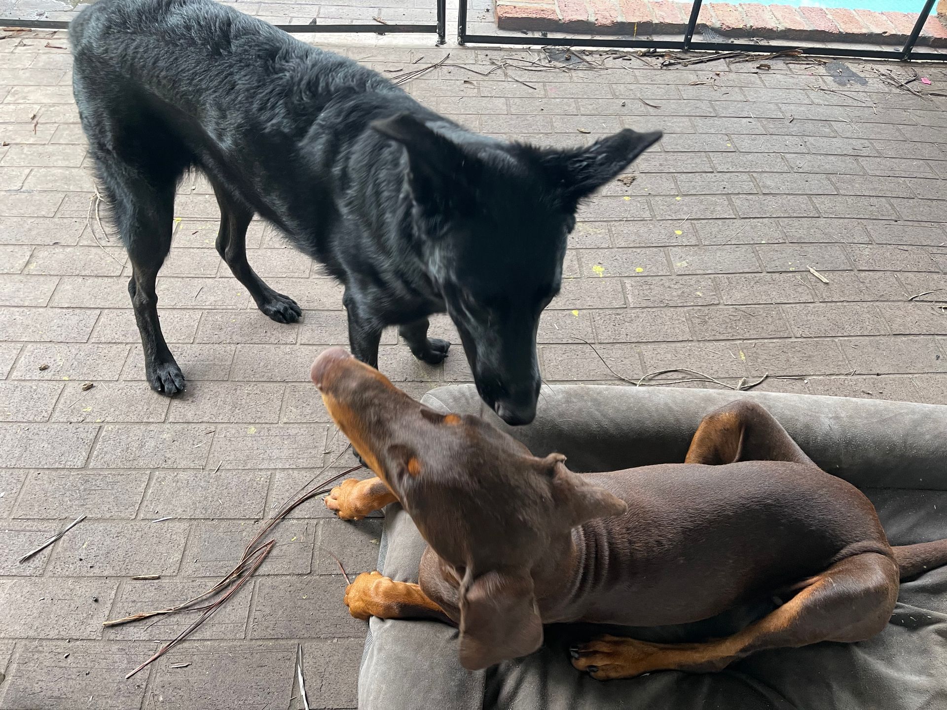 A black dog standing next to a brown dog laying on a bed.