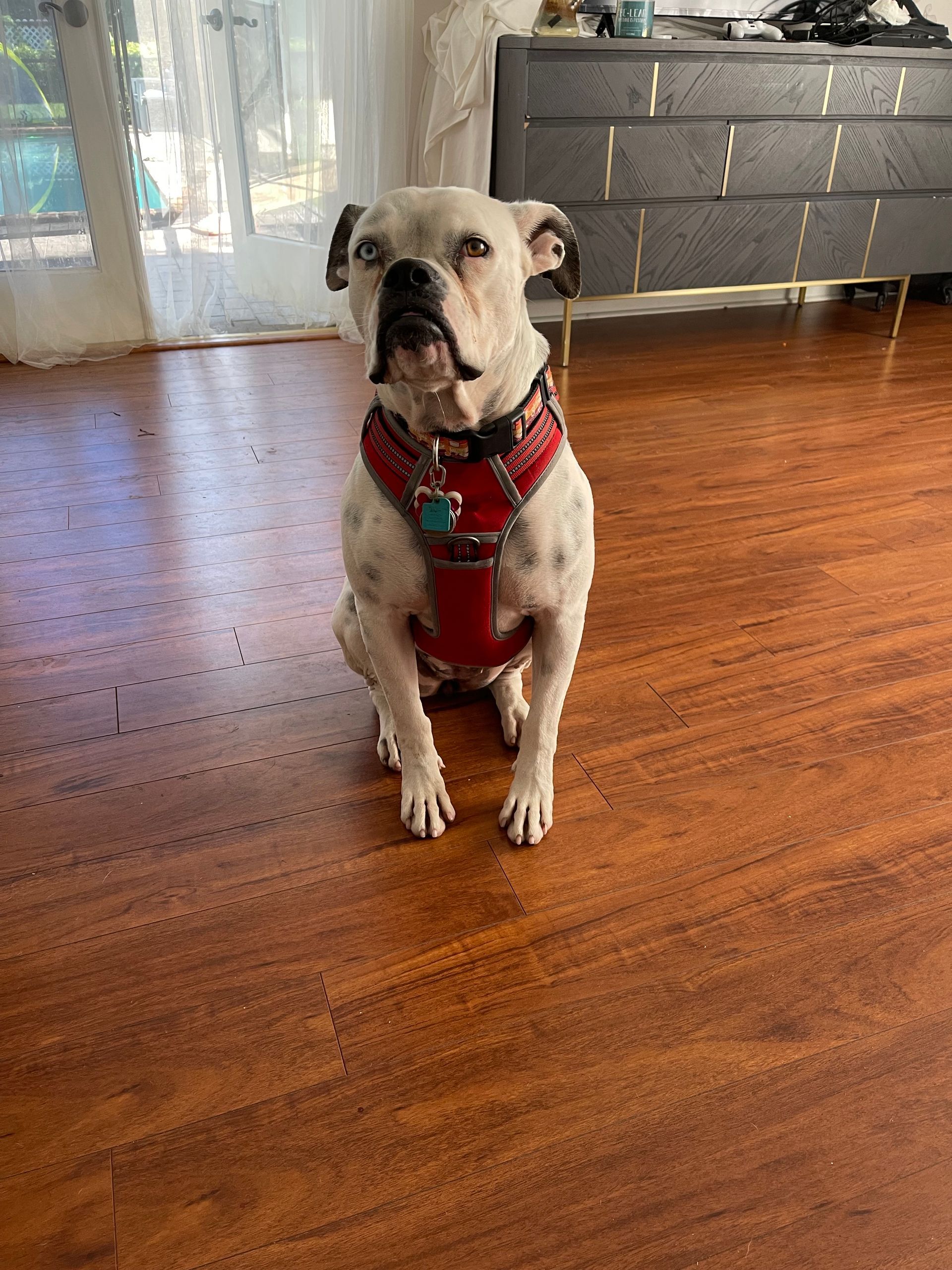 A white dog wearing a red harness is sitting on a wooden floor.