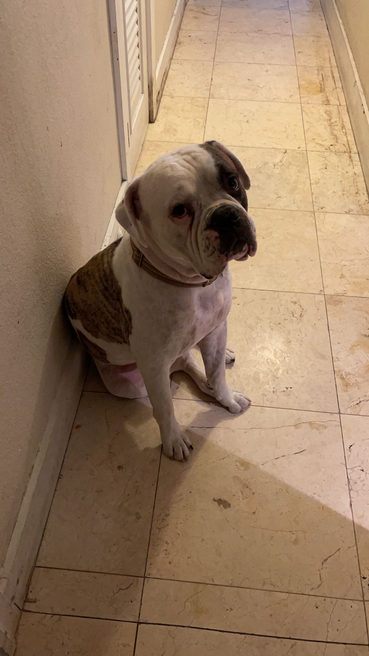 A brown and white dog is sitting in a hallway next to a wall.