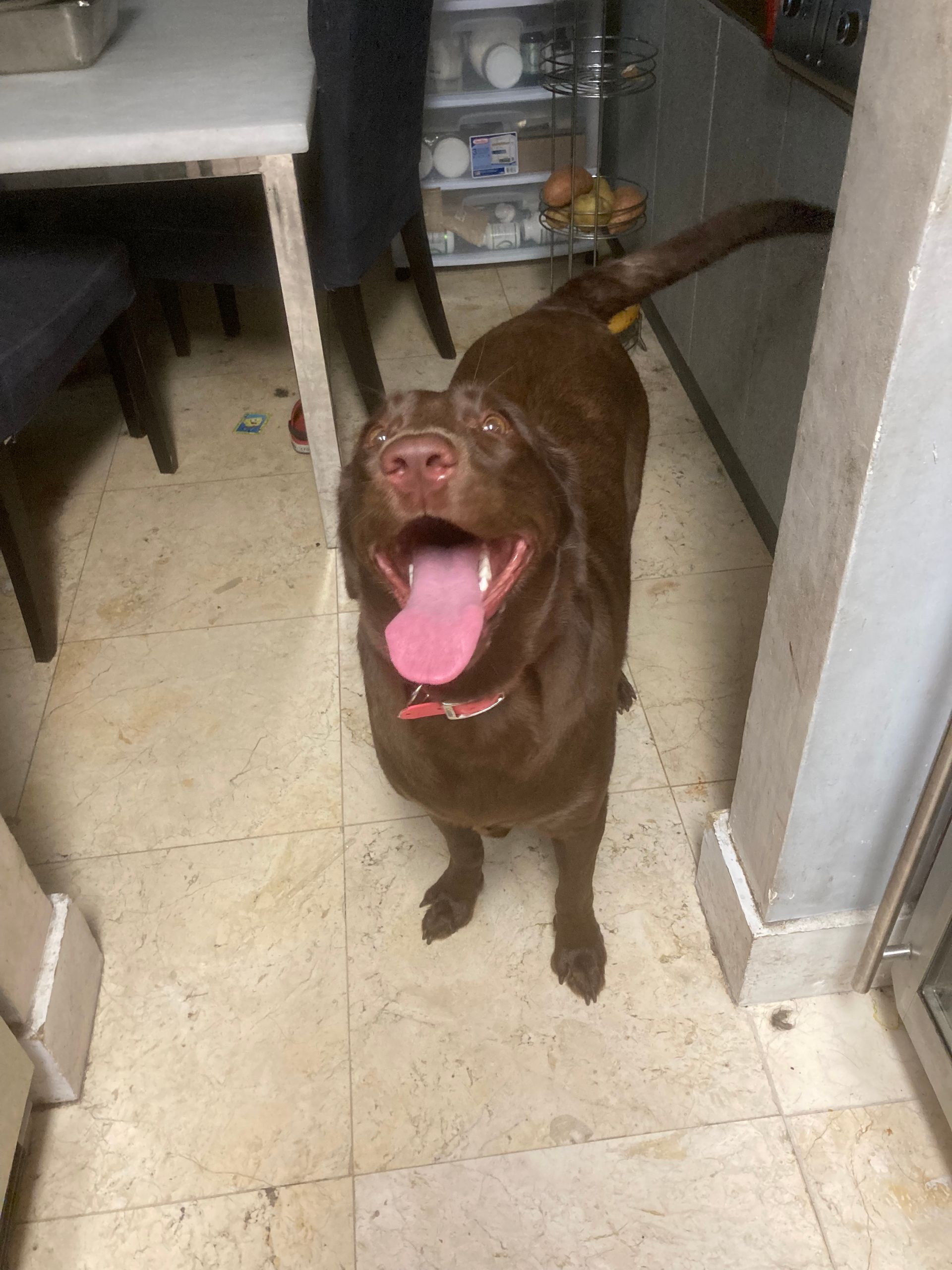 A brown dog is standing on a tiled floor with its tongue hanging out.