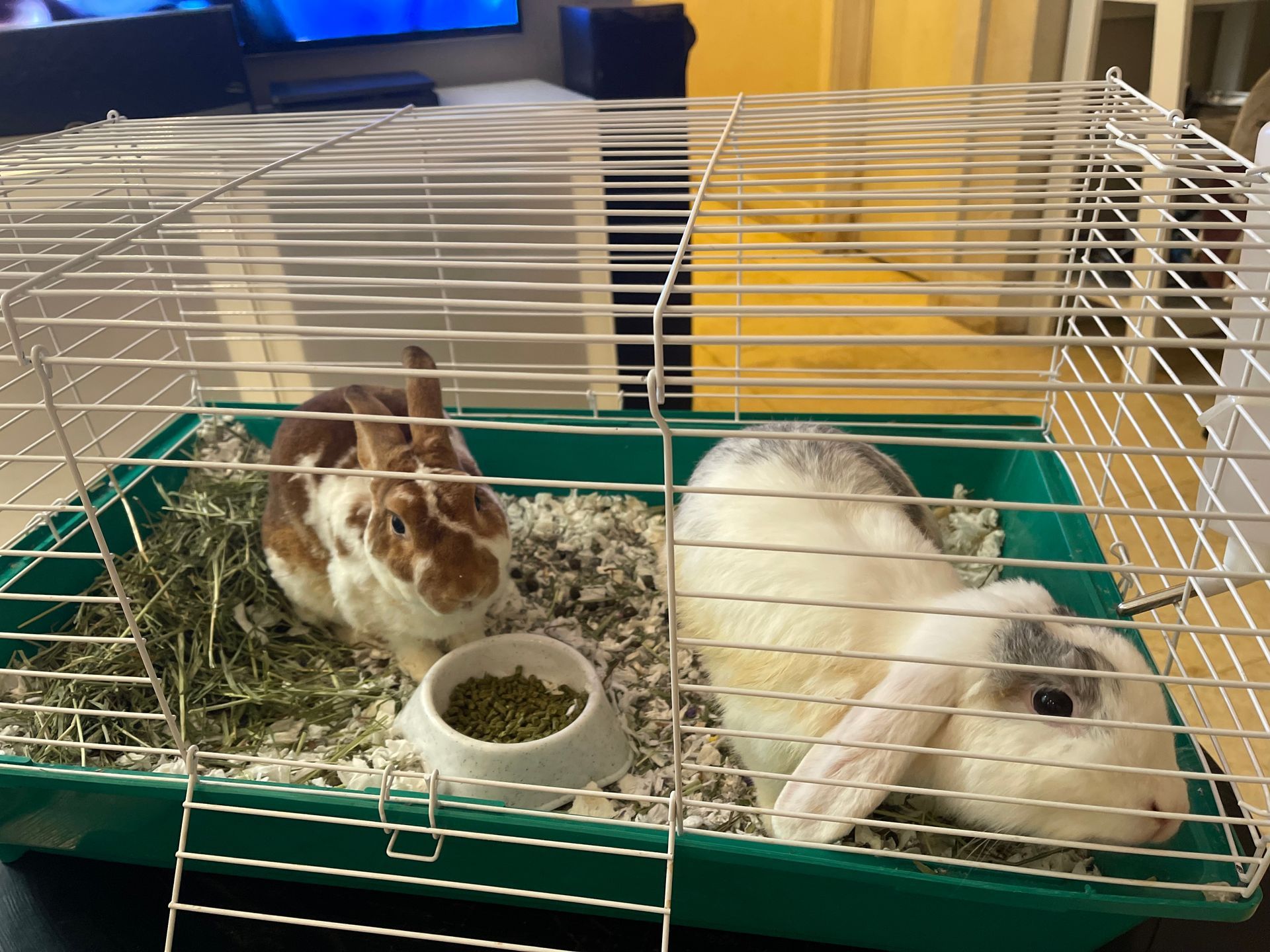 Two rabbits are in a cage with a bowl of food.