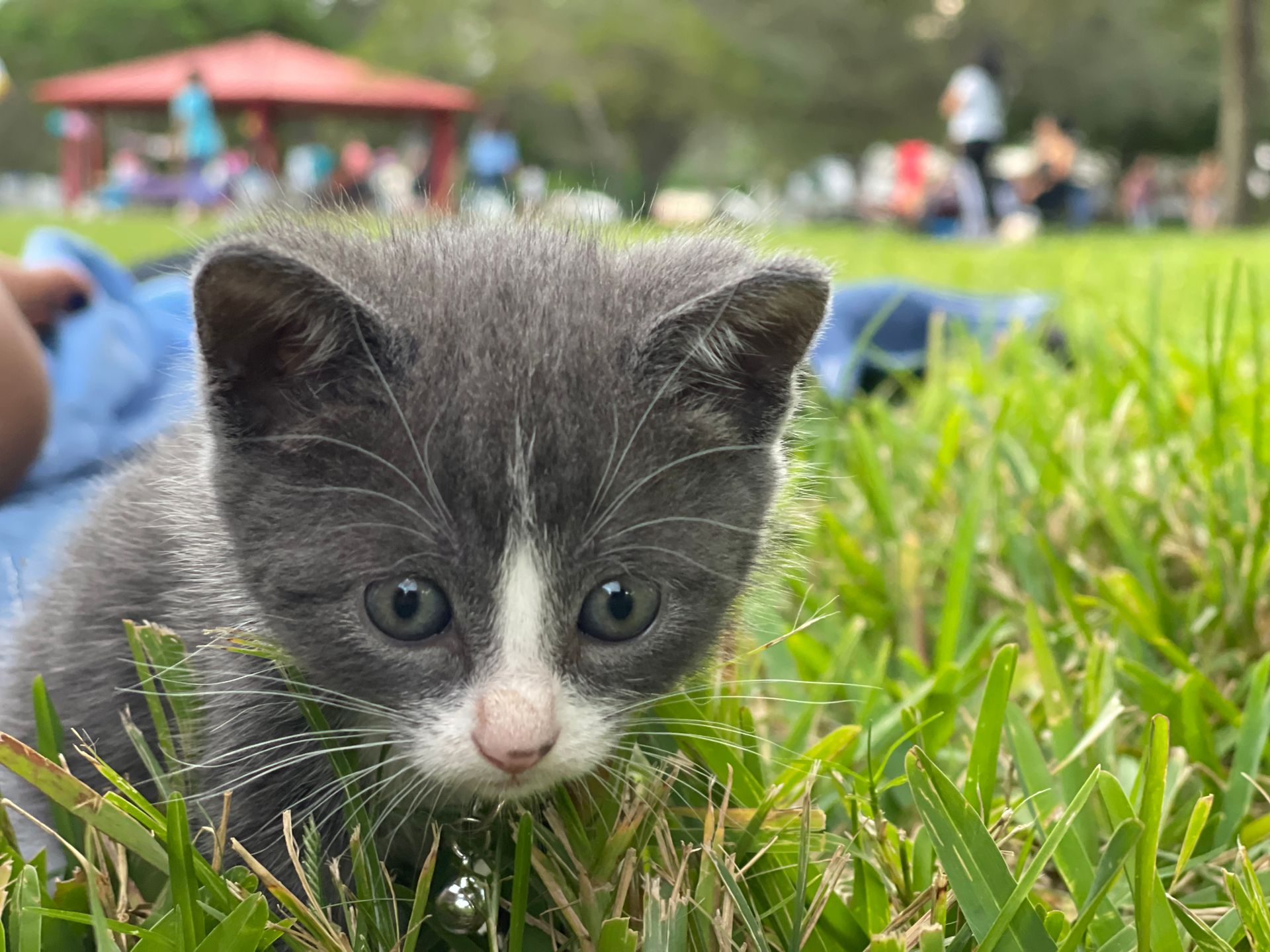 A gray and white kitten is sitting in the grass looking at the camera.