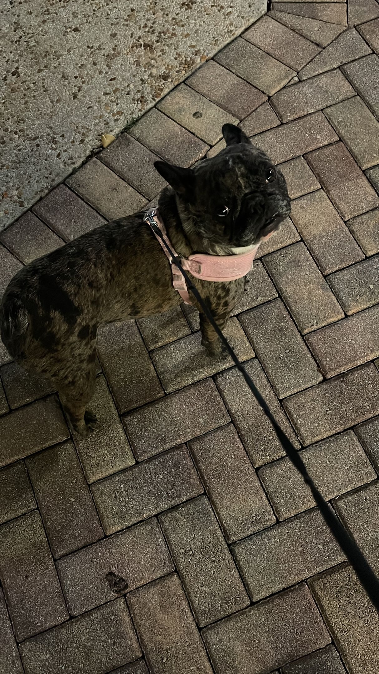 A dog is walking on a leash on a brick sidewalk.