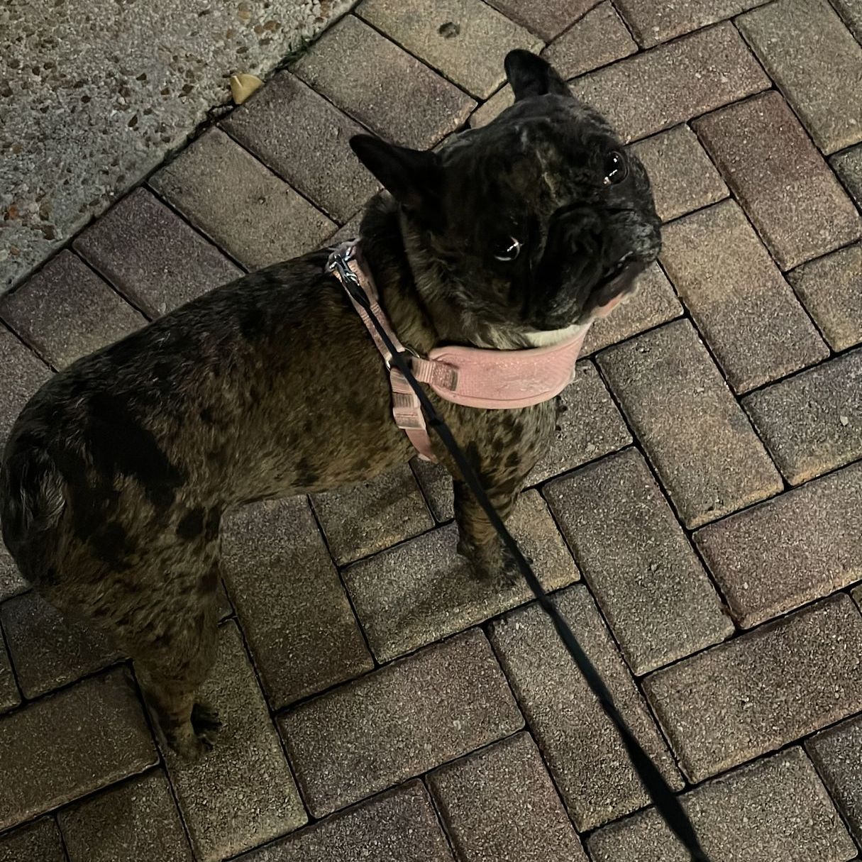 A french bulldog wearing a pink harness and leash is standing on a brick sidewalk.