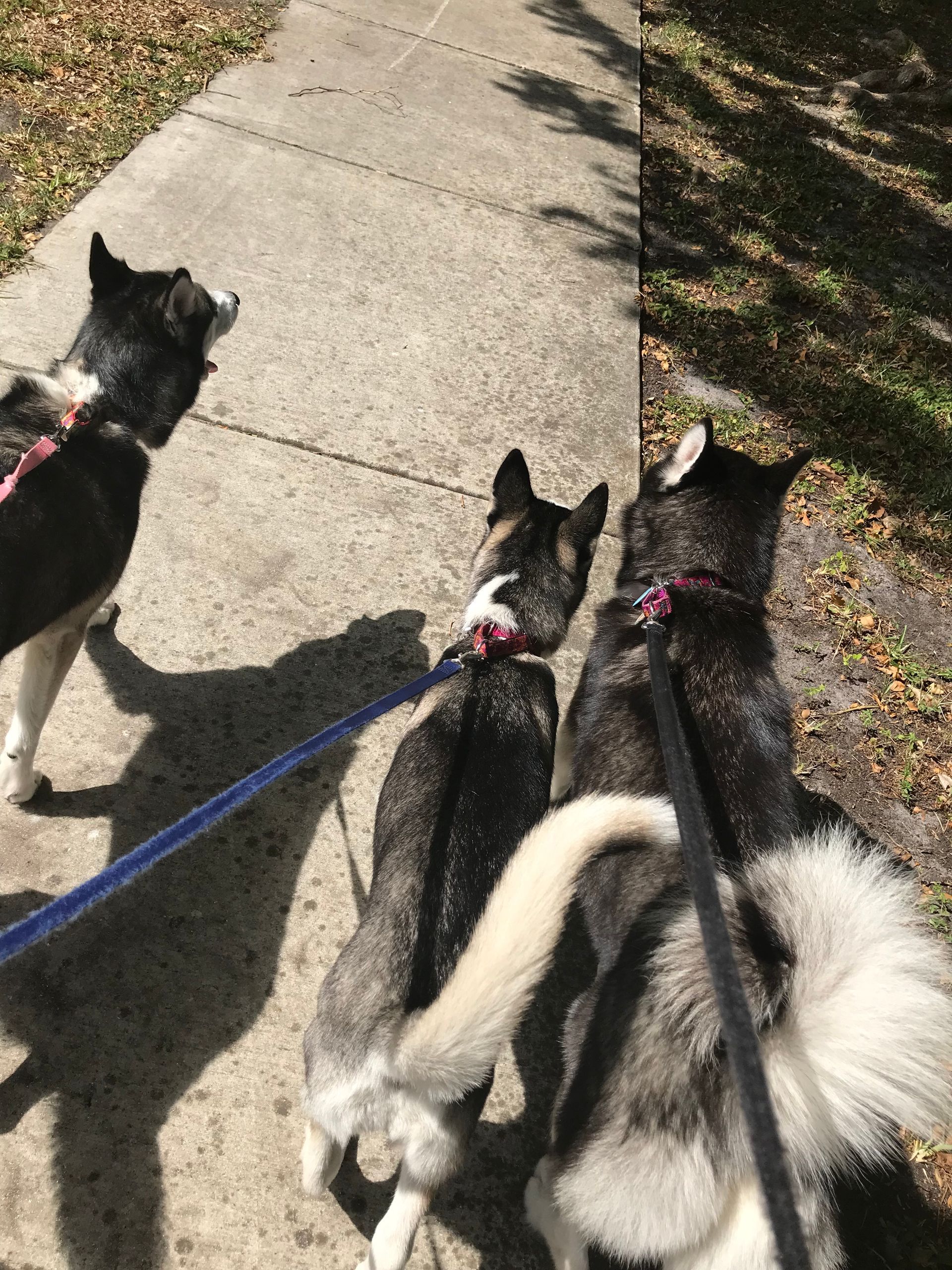 Three dogs on leashes are walking down a sidewalk