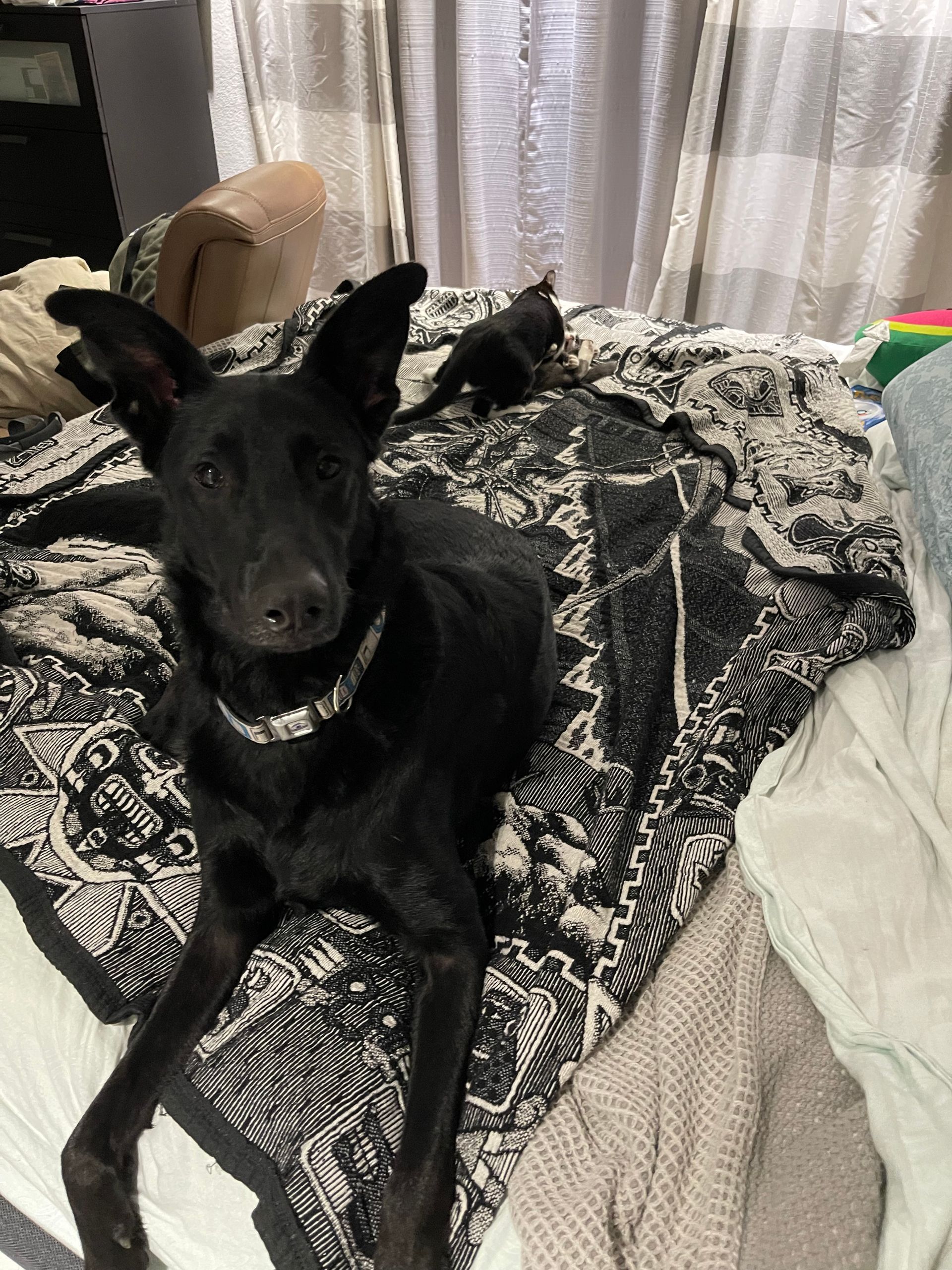 A black dog is laying on a bed with a blanket