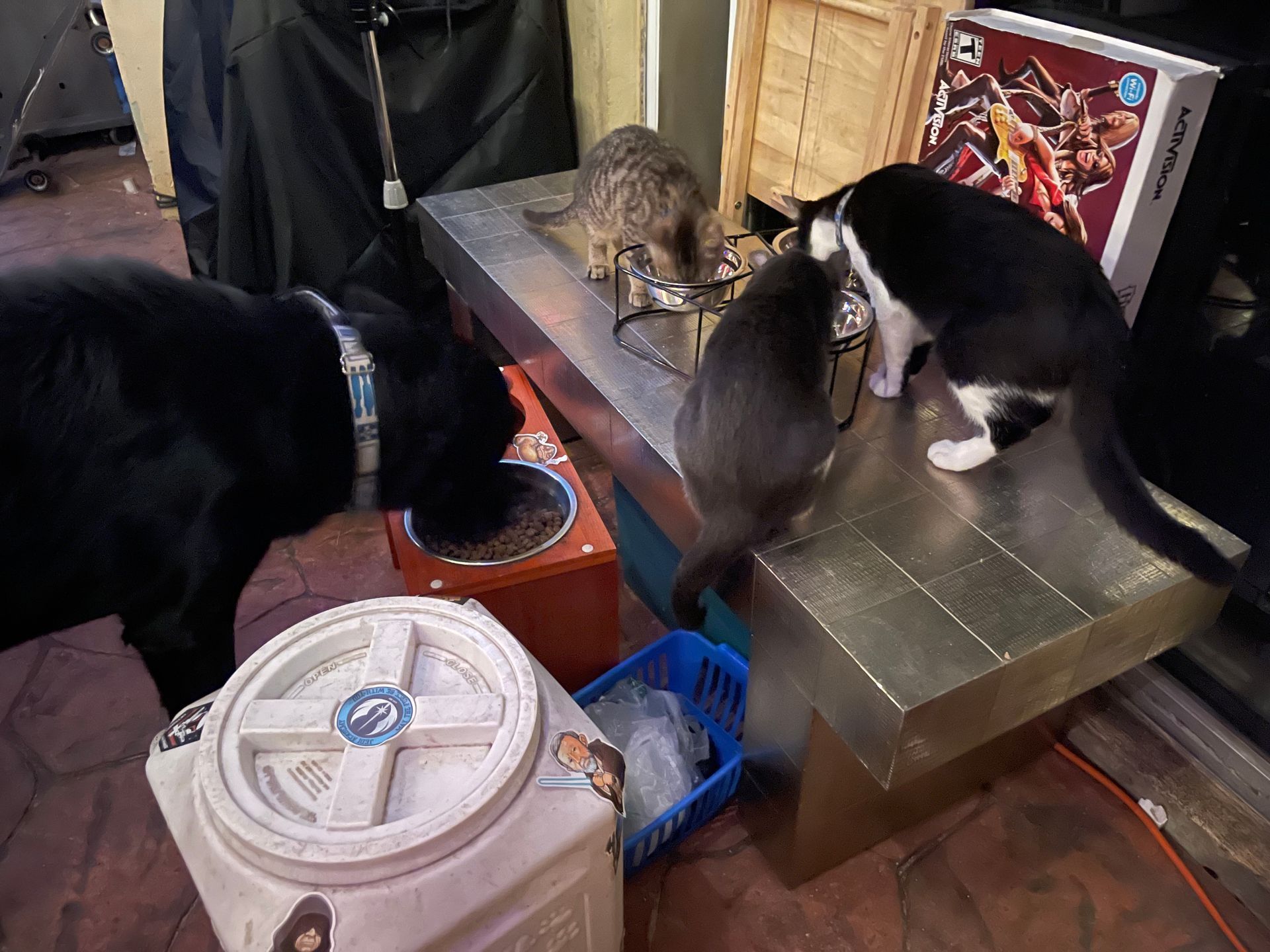 A dog and two cats are eating from a bowl on a table.