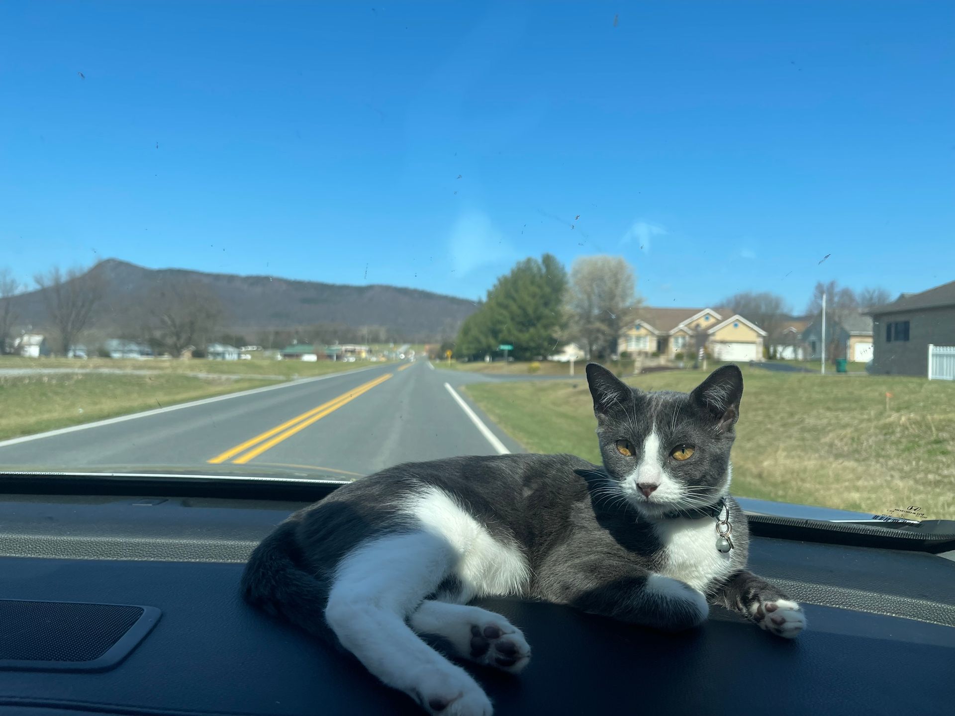 A black and white cat is laying on the dashboard of a car.