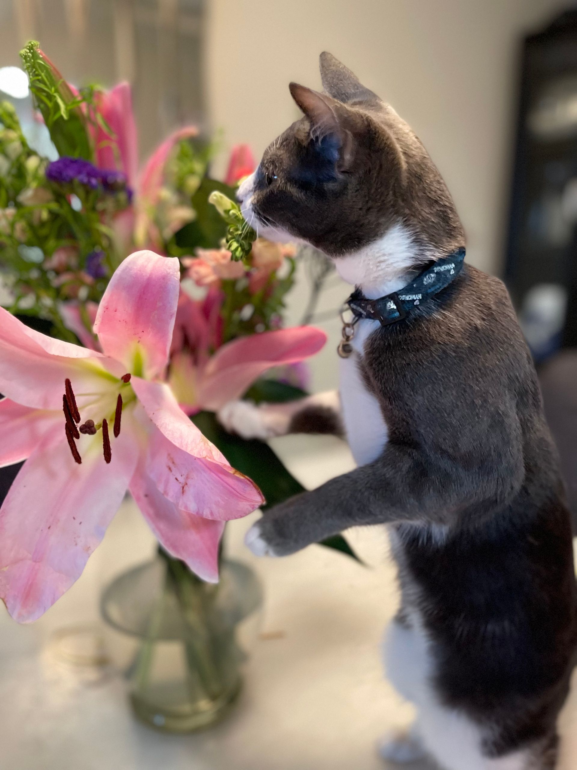 A cat is sniffing a pink flower in a vase.