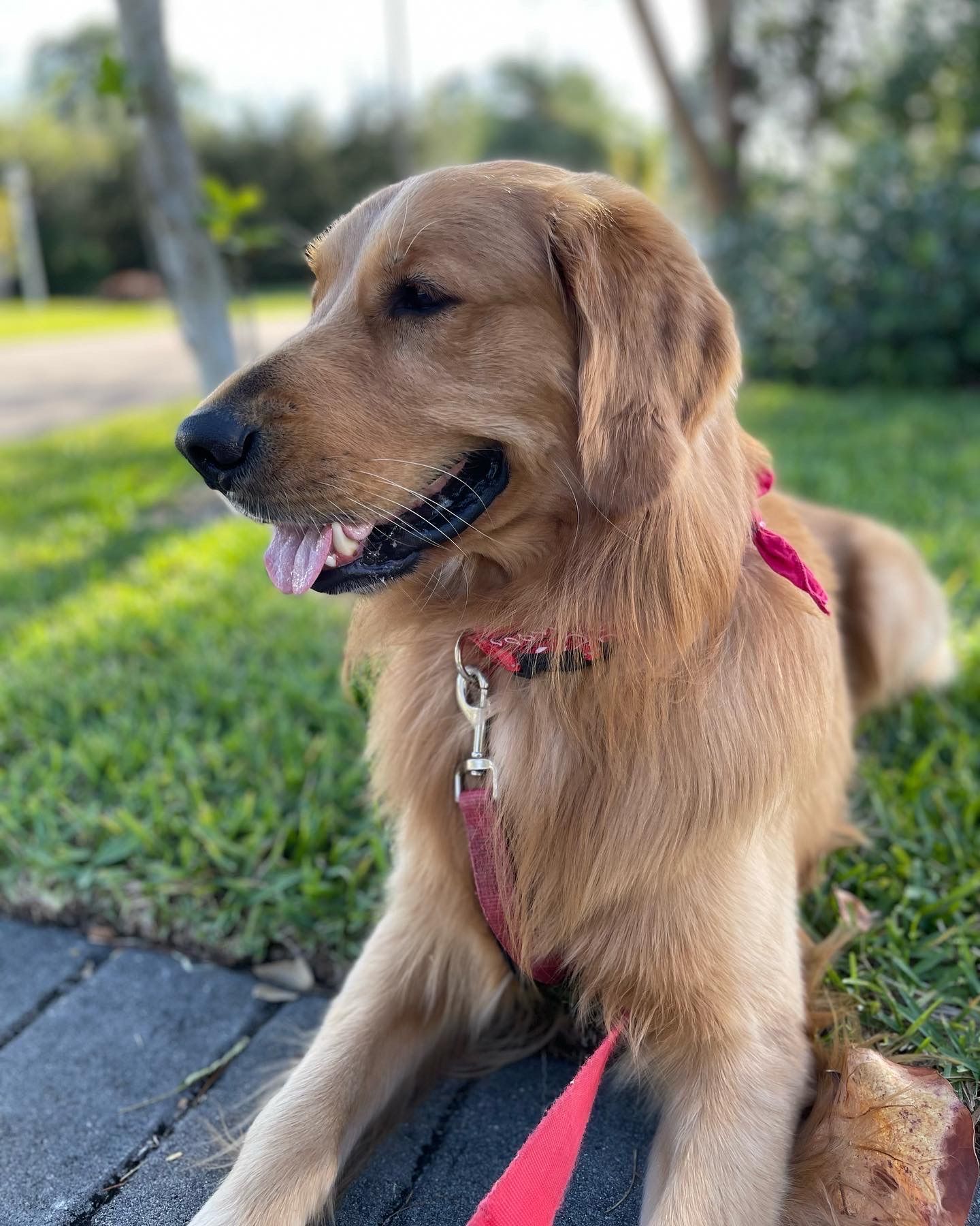 A close up of a dog wearing a red collar and leash.