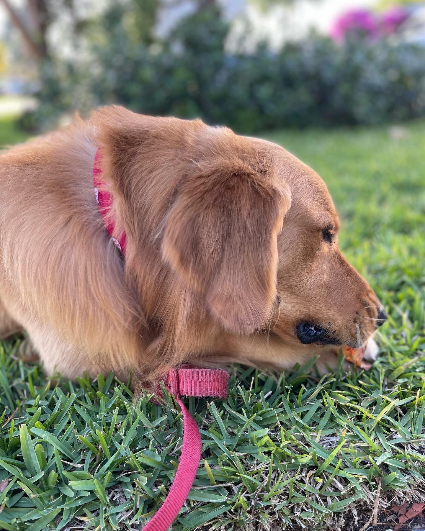 A brown dog is laying in the grass with a pink leash.
