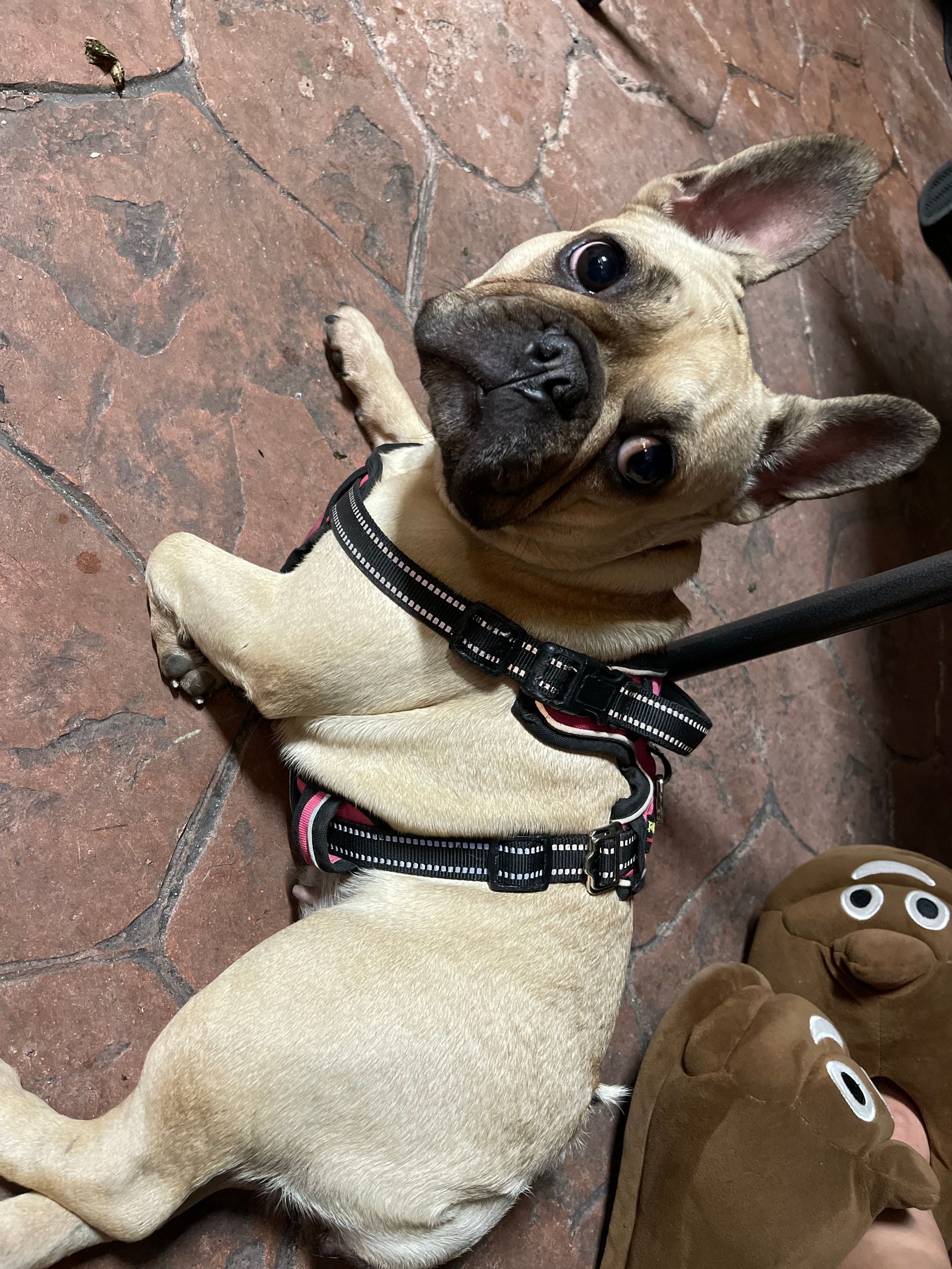 A french bulldog wearing a harness is laying on its back