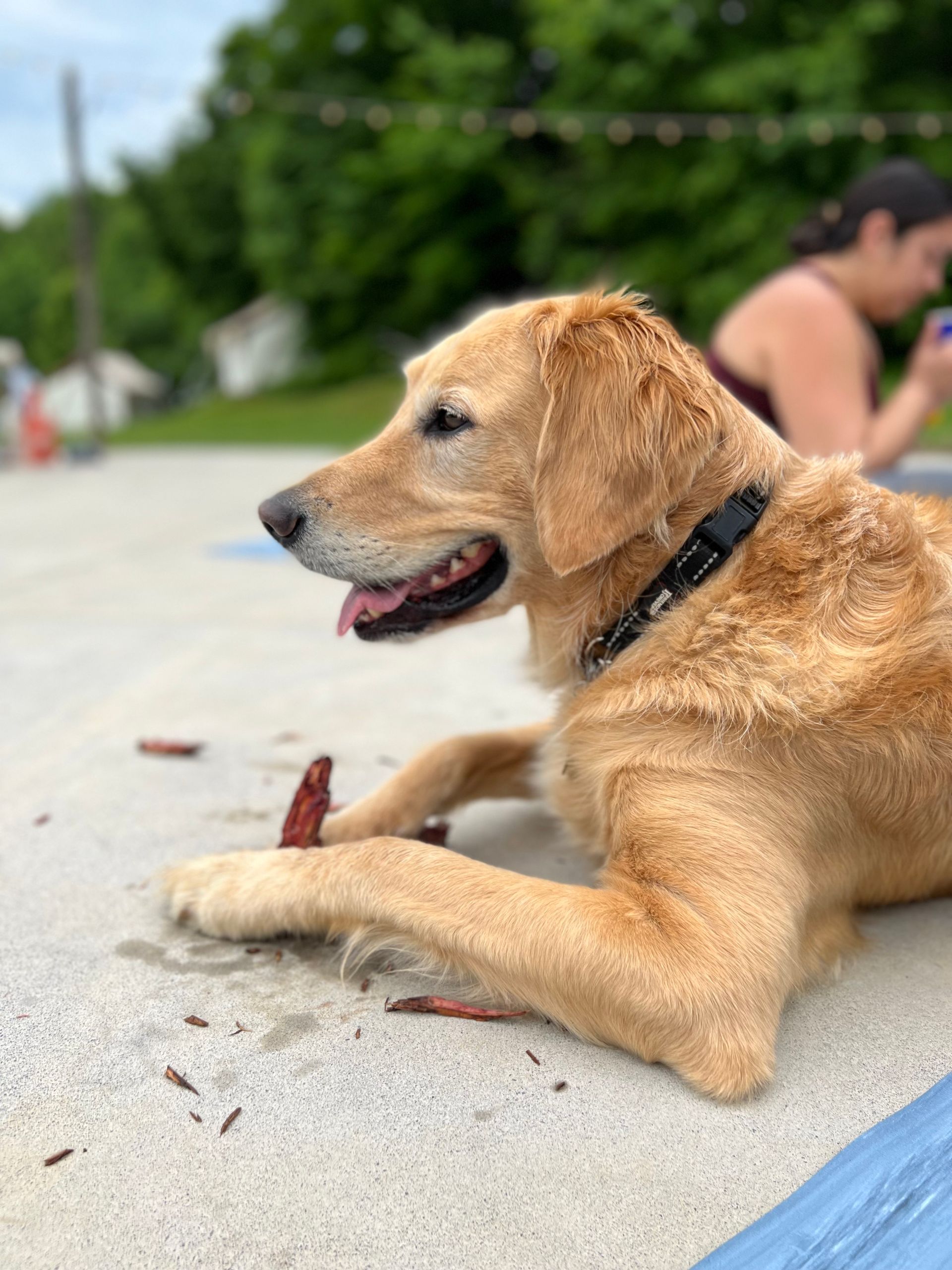 A dog with a black collar is laying on the ground