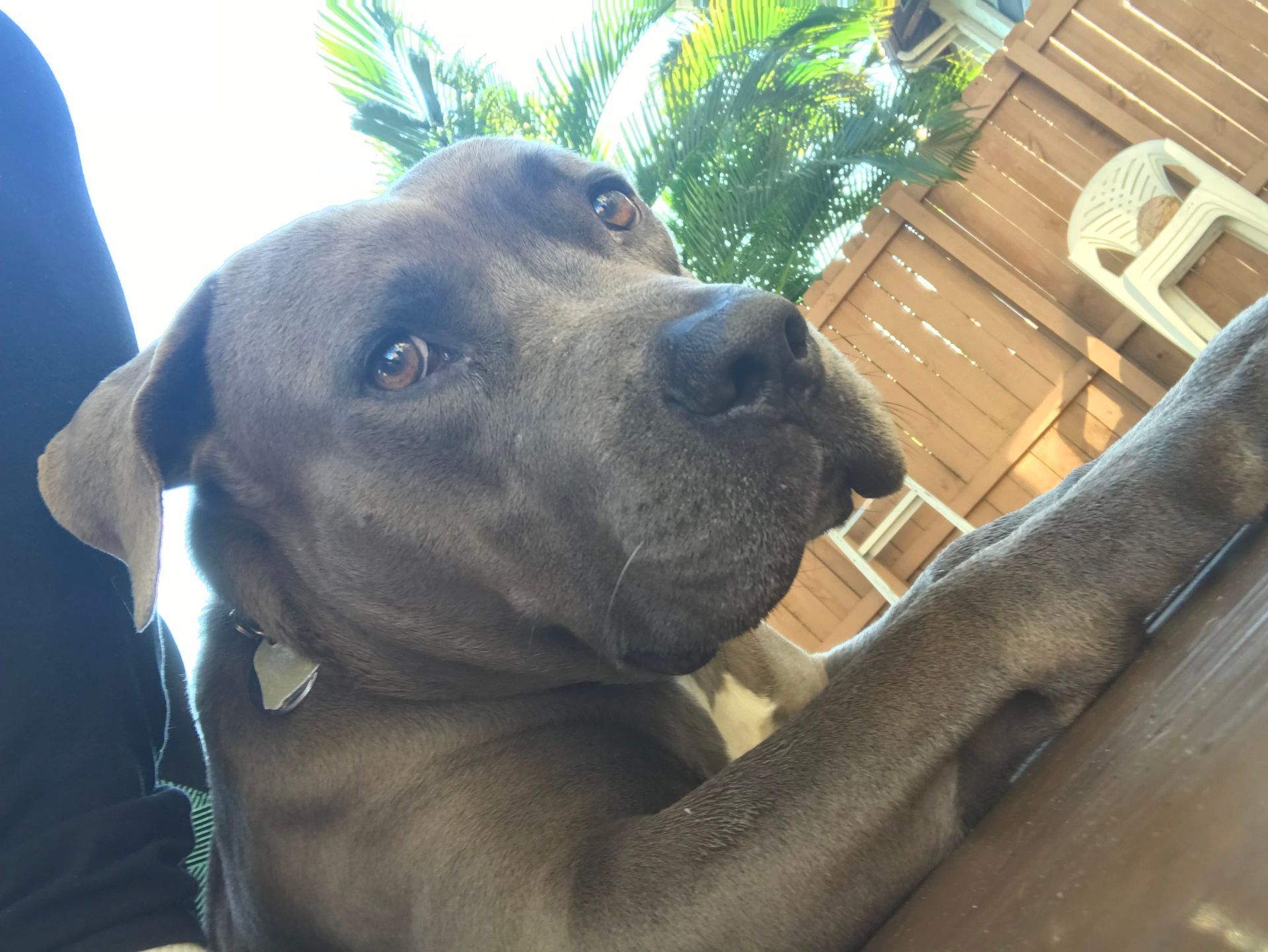 A close up of a dog laying on a table