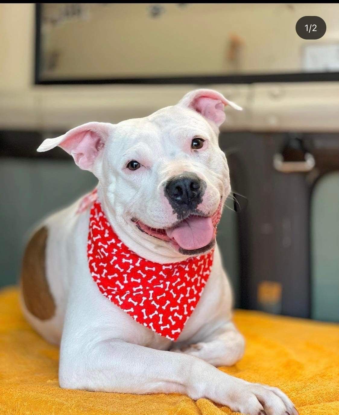 A white dog wearing a red bandana with bones on it