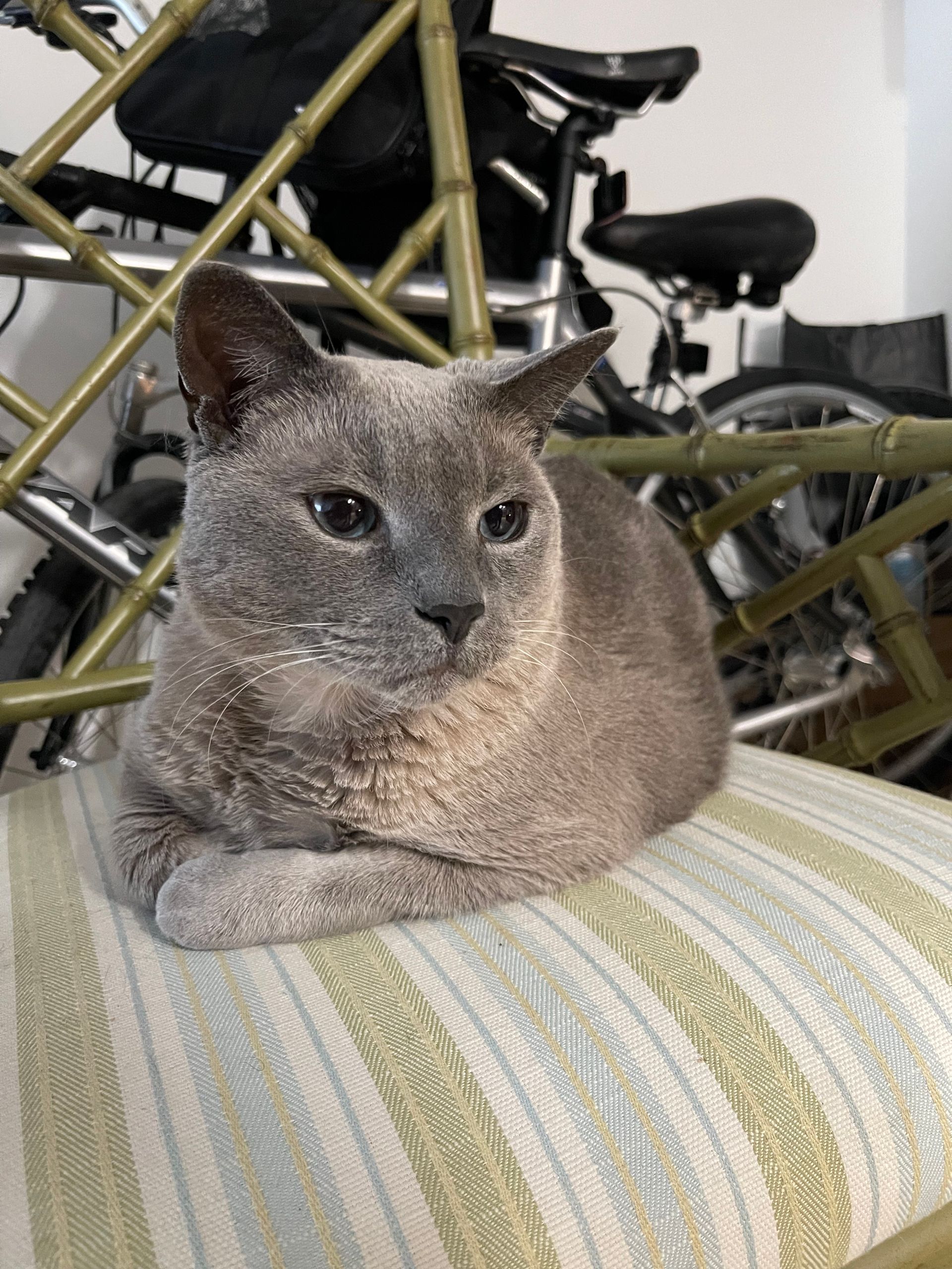 A cat is laying on a striped pillow in front of a row of bicycles.