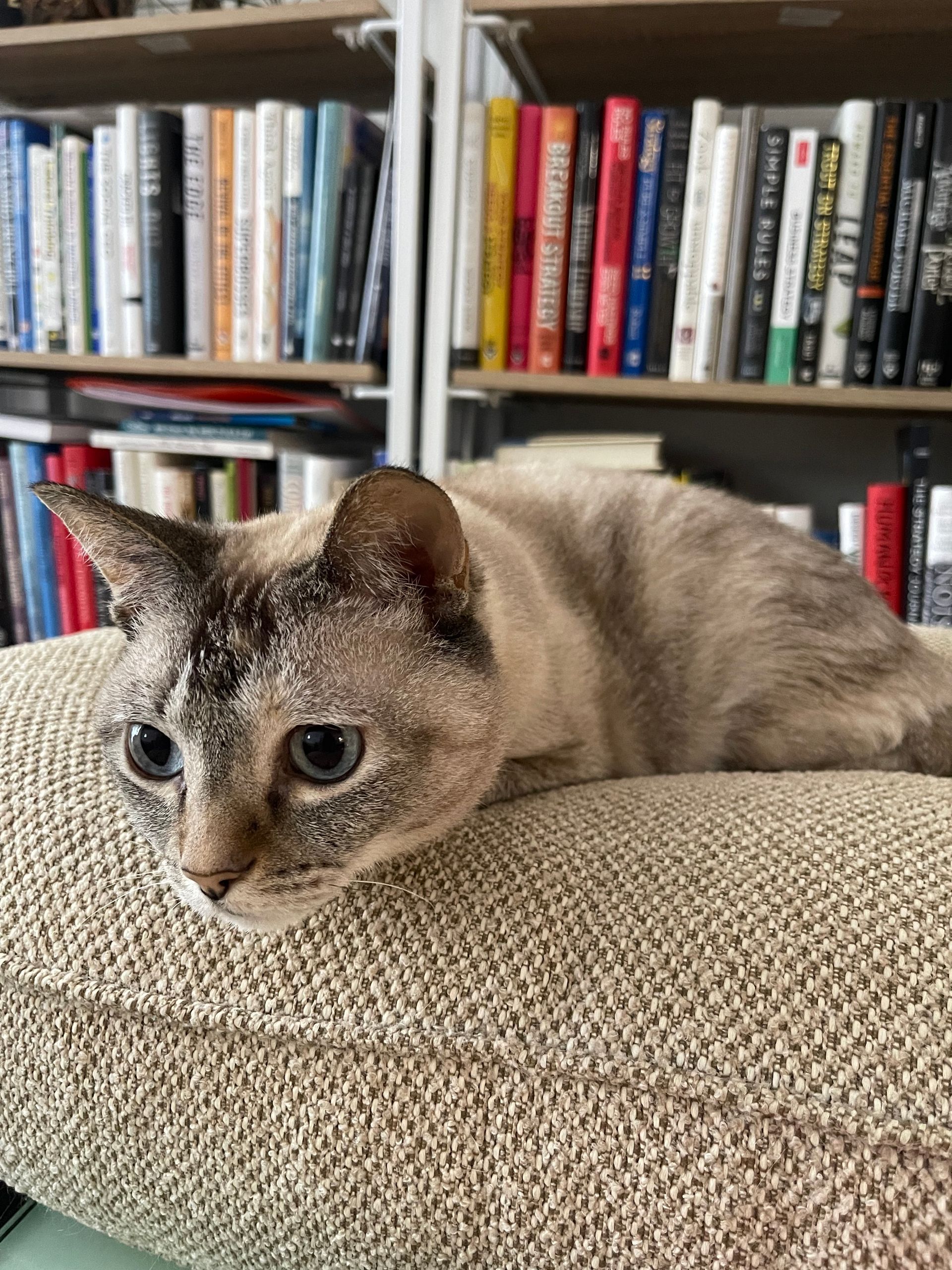 A cat laying on a pillow in front of a bookshelf