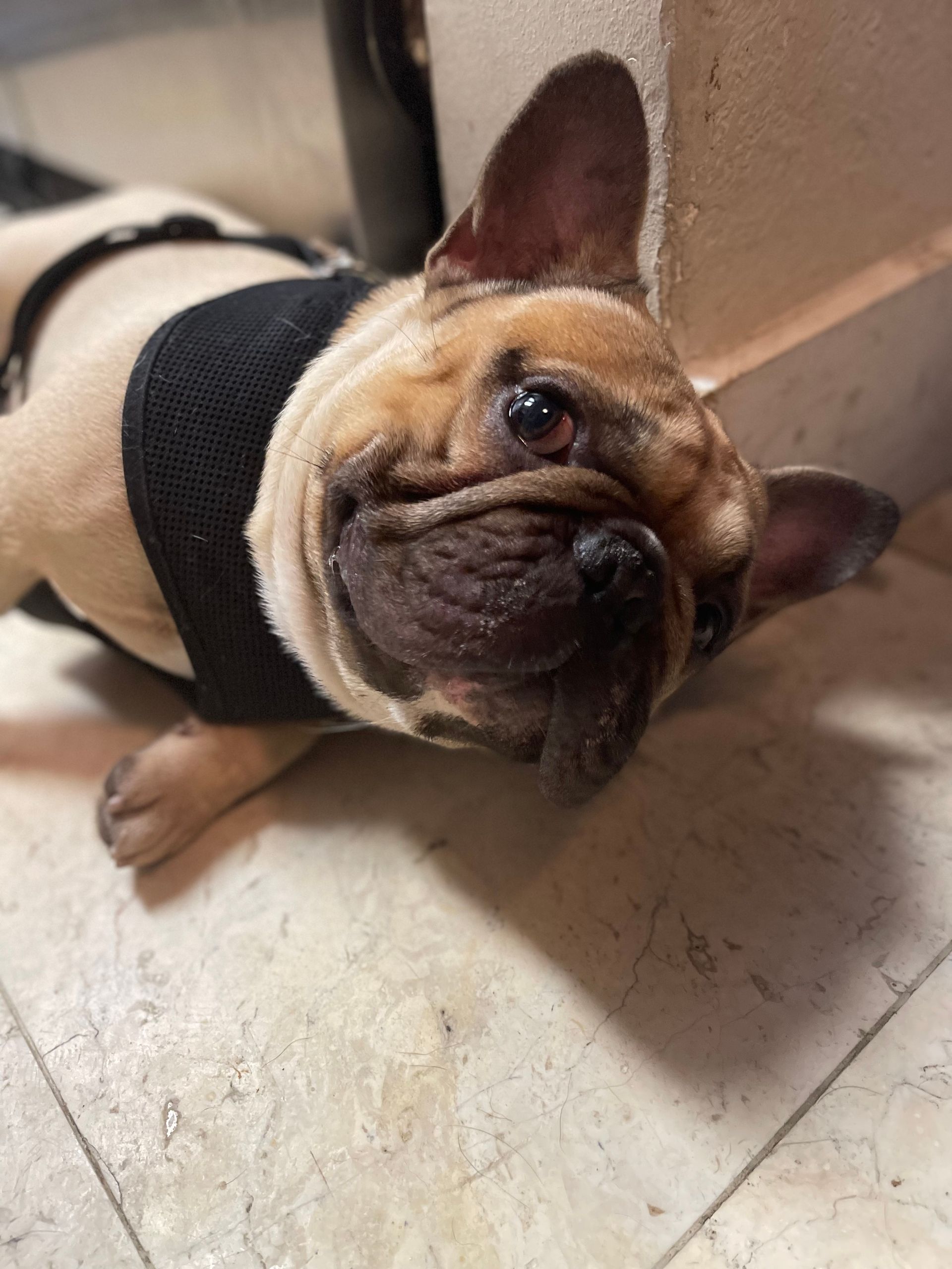 A french bulldog wearing a black harness is laying on the floor.